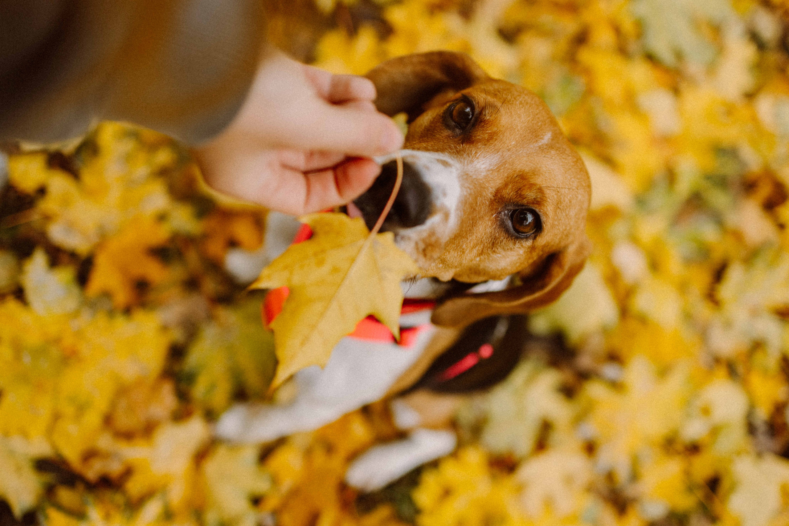 Света и Ива. Фотограф-анималист в Москве Лера Черноног