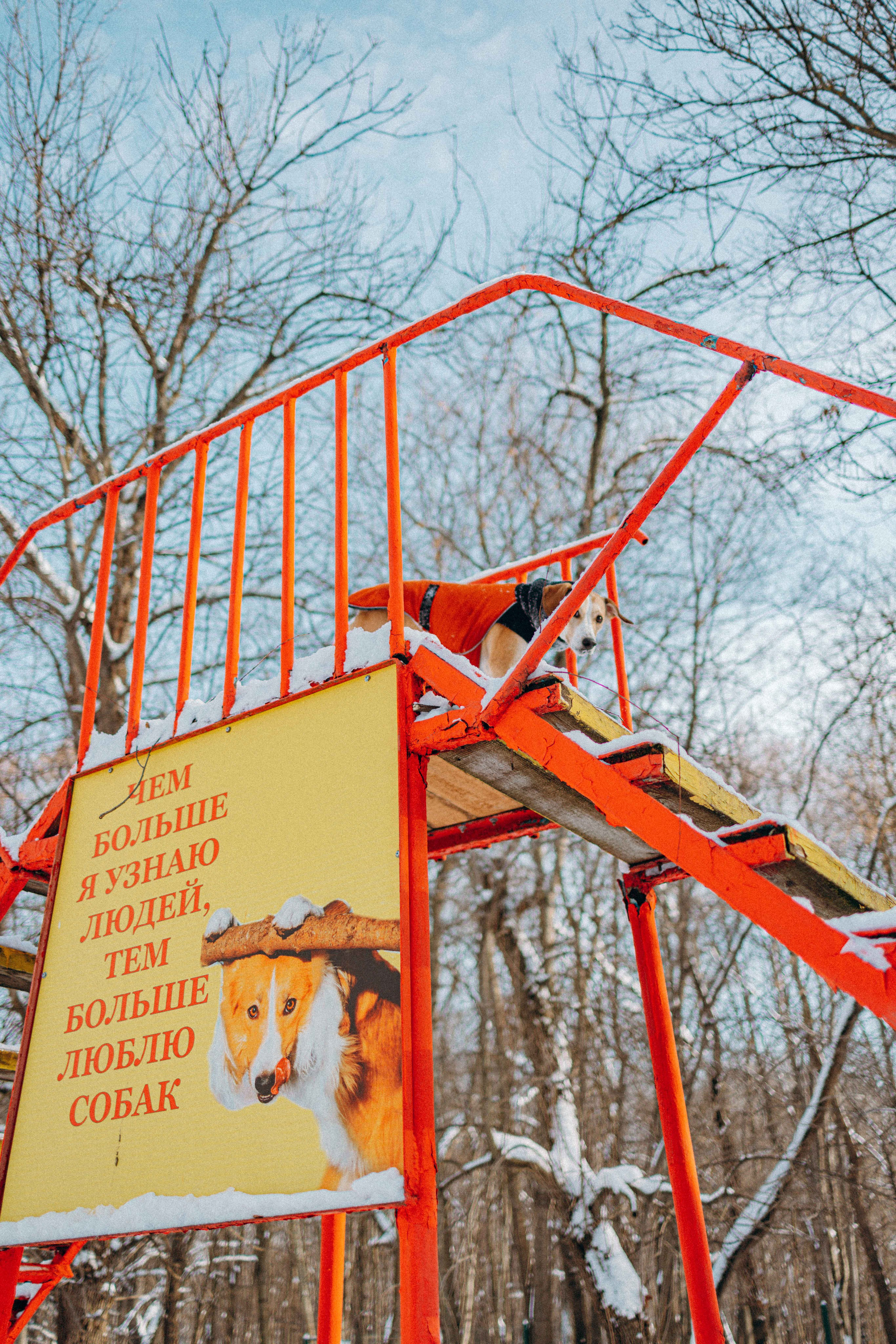 Свобода и ее семья. Фотограф-анималист в Москве Лера Черноног