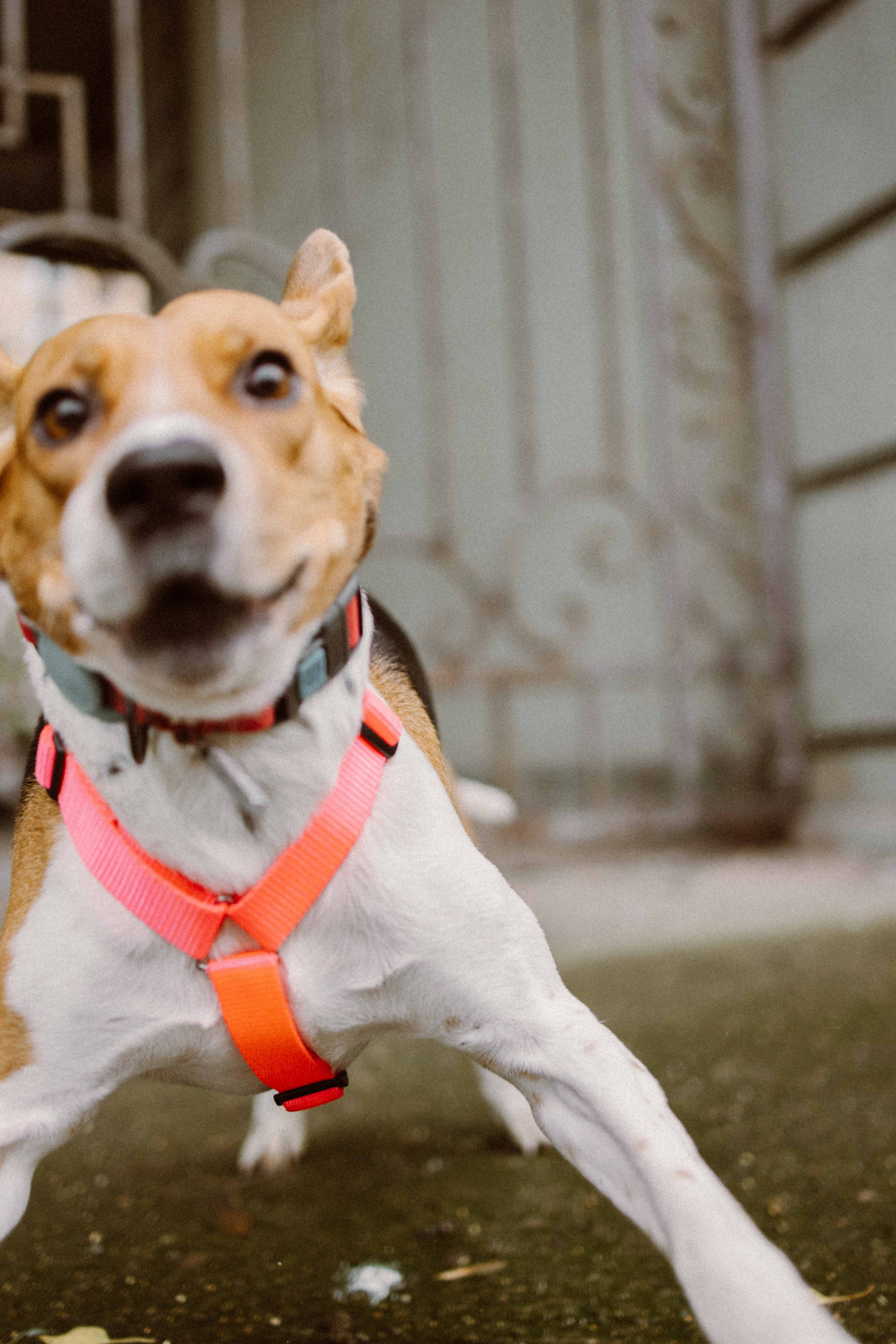 Света и Ива. Фотограф-анималист в Москве Лера Черноног
