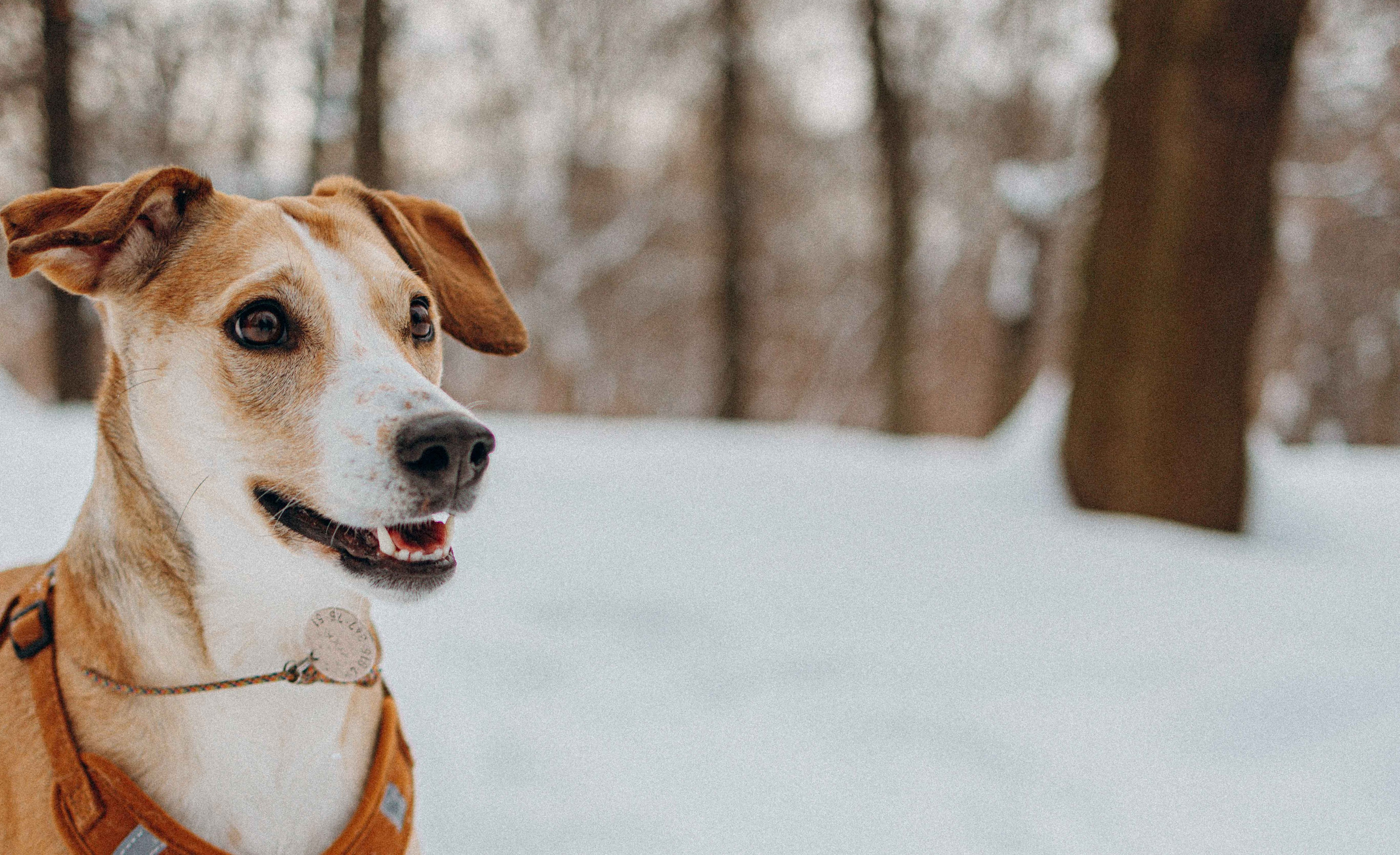 Свобода и ее семья. Фотограф-анималист в Москве Лера Черноног