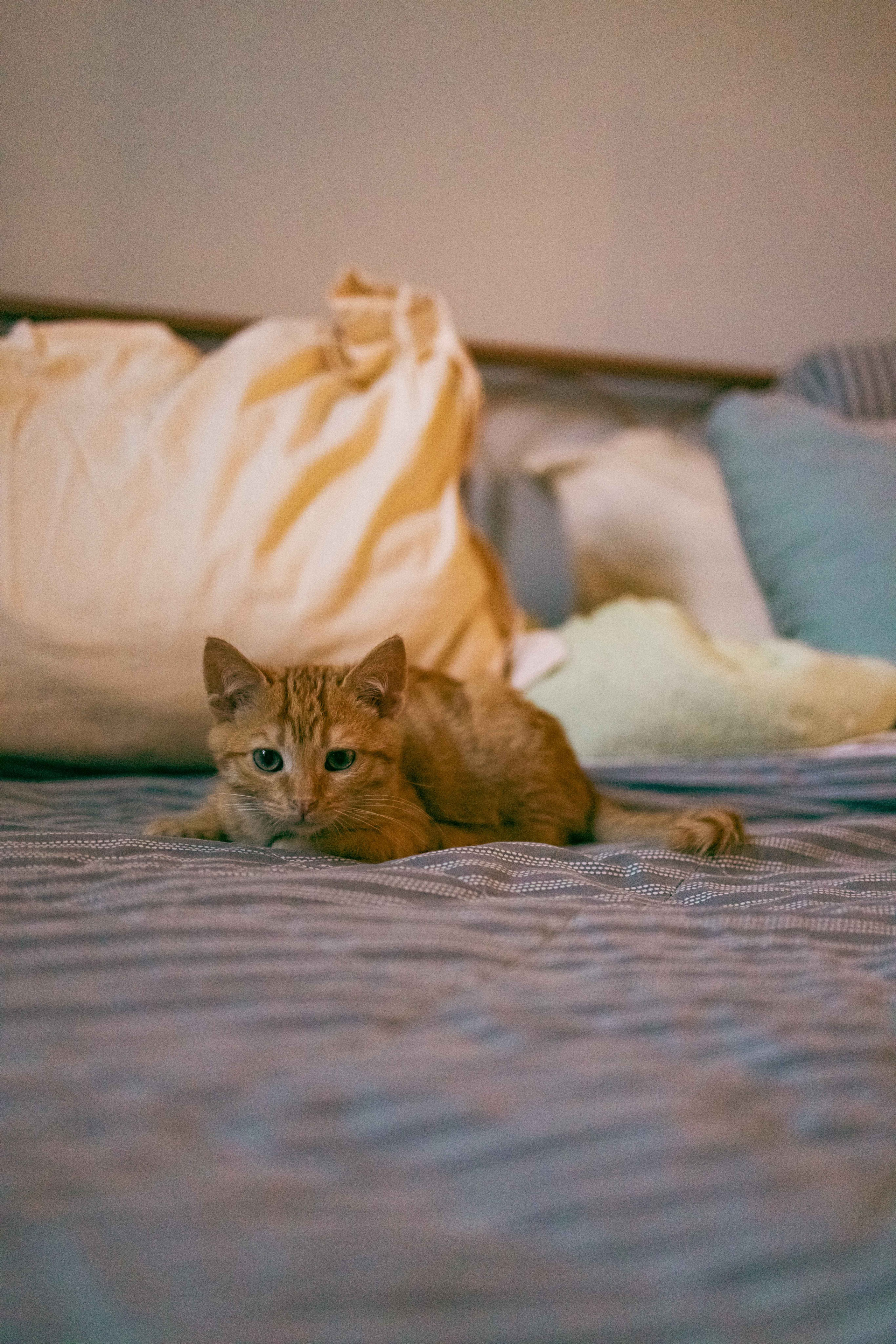 Кускус. Фотограф-анималист в Москве Лера Черноног