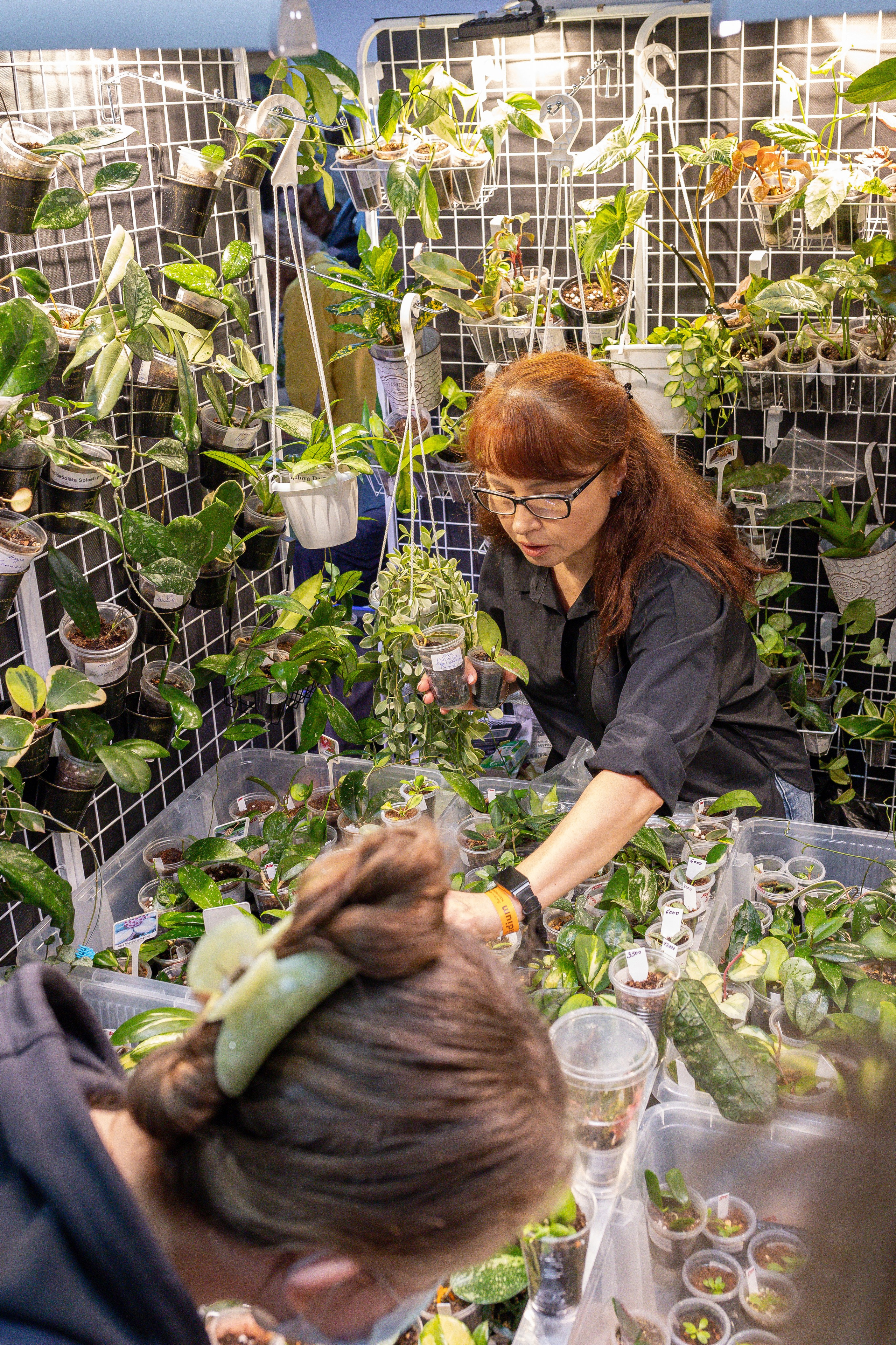 Орхидиум май 2025. Александра Куликова фотограф, Москва