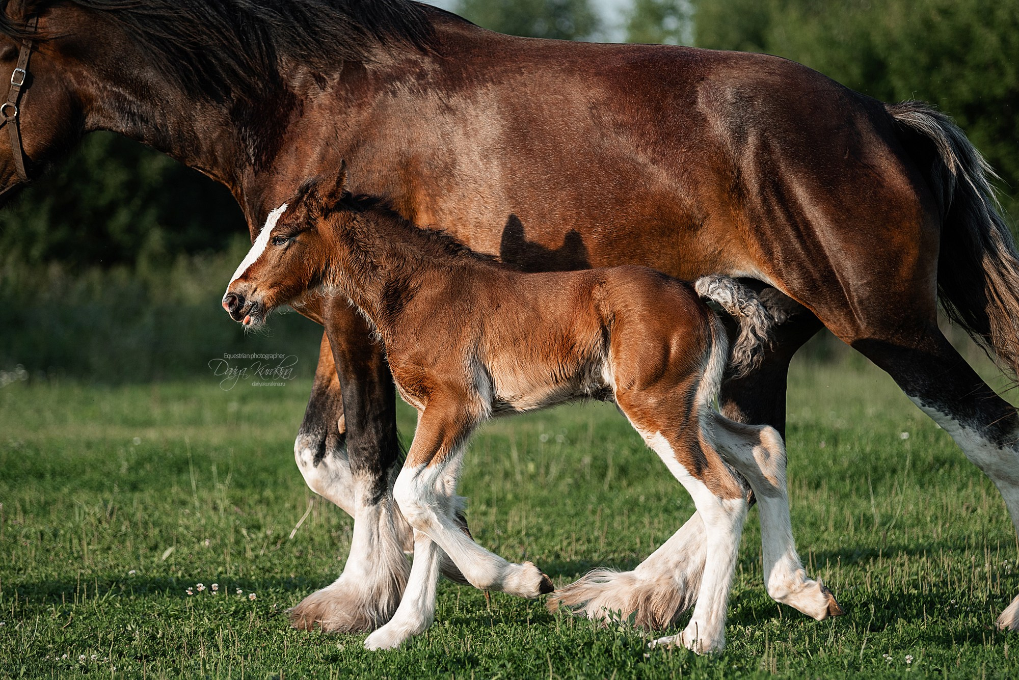Рапунцель и Квини. Конный фотограф Куракина Дарья • Фотосессии с лошадьми