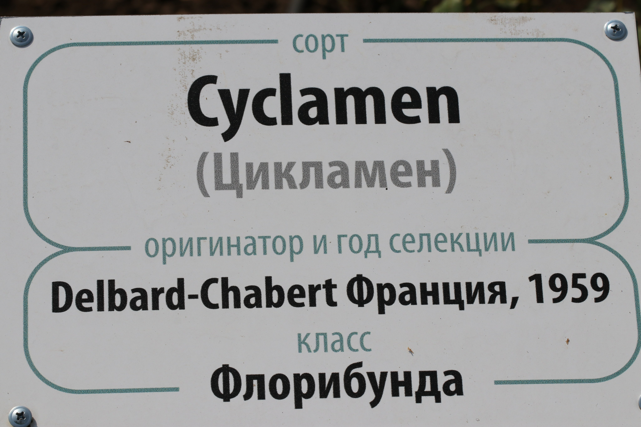 Долина роз в Кисловодске. Фото-художник и Репортажный фотограф Николаев Александр Алексеевич