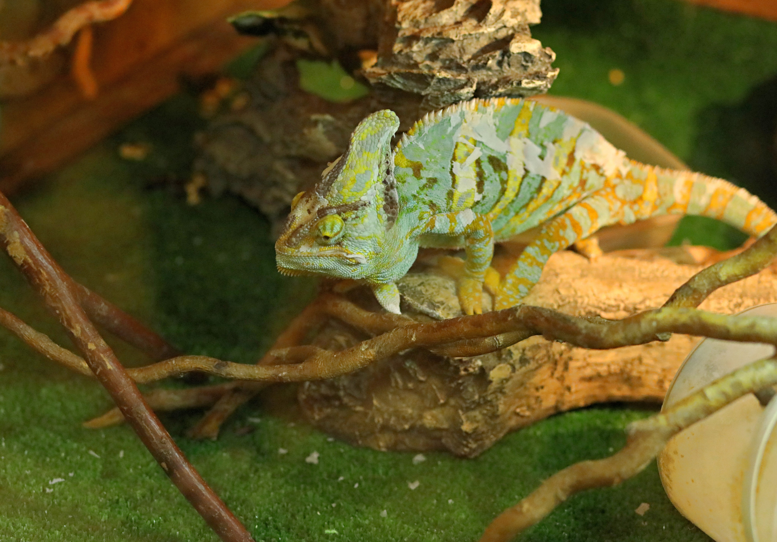 Ростовский зоопарк. Фото-художник и Репортажный фотограф Николаев Александр Алексеевич