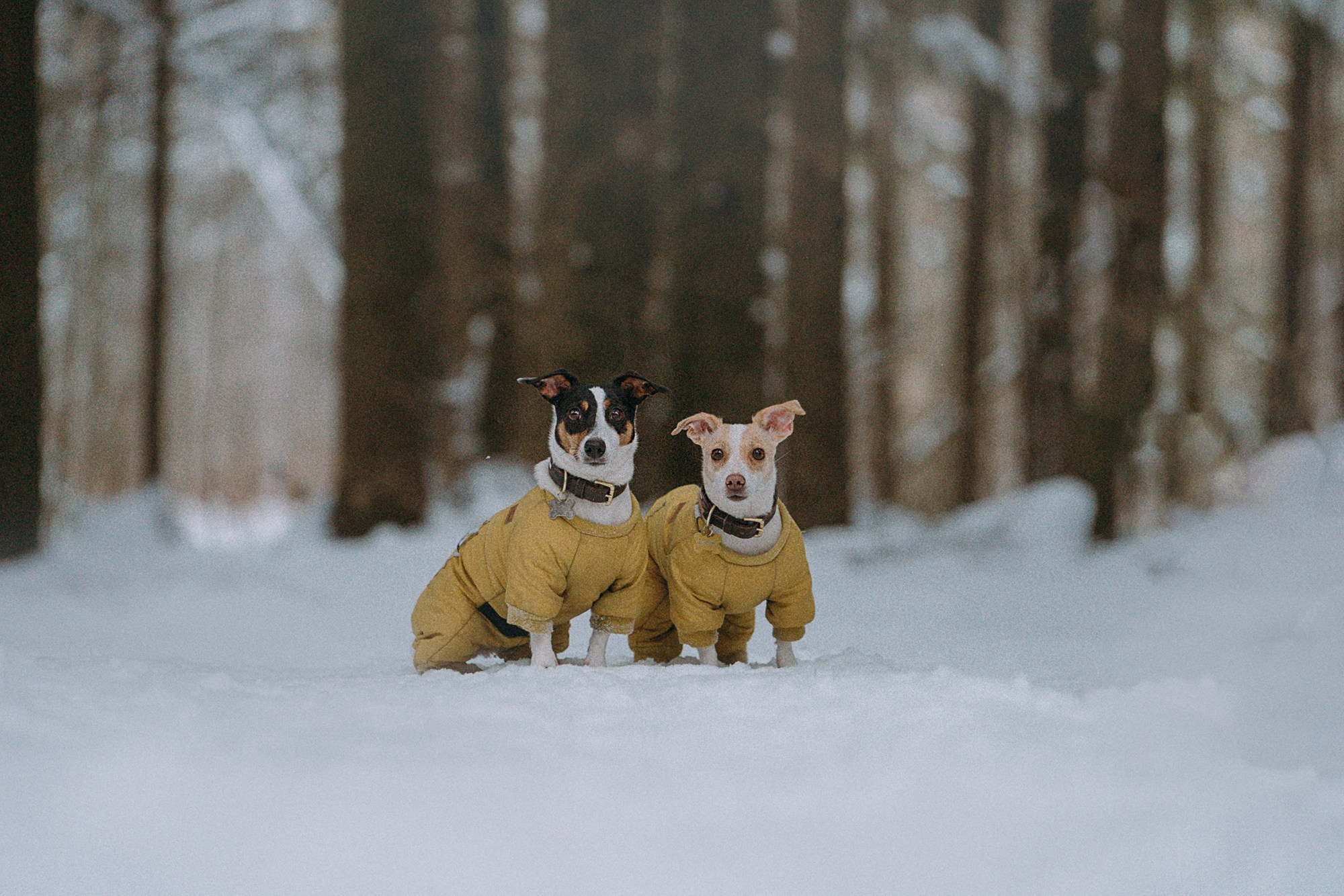 Алина, Ваниль и Элис. Фотограф анималист в Москве и Санкт-Петербурге Свиридова Анна