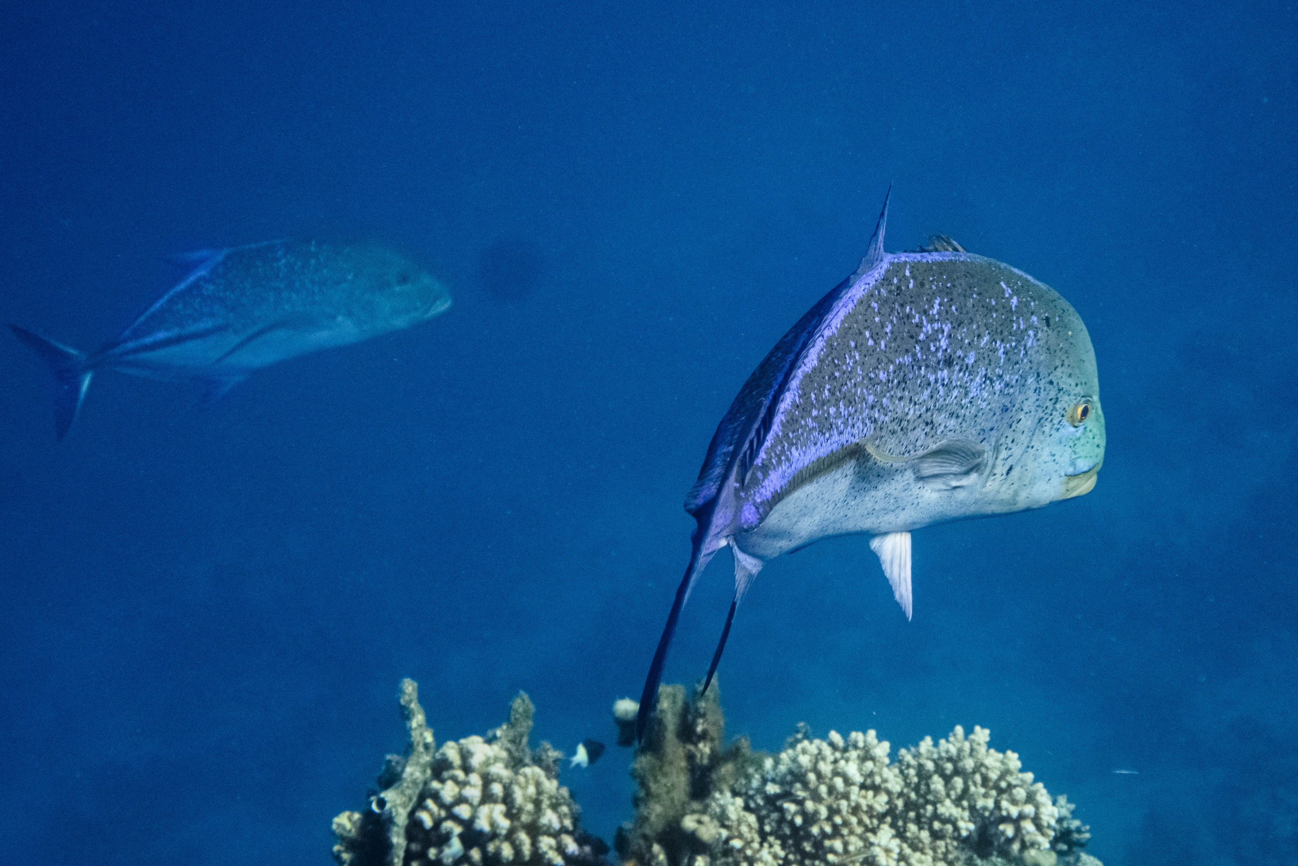 Fish. Фотограф Светлана Голицына