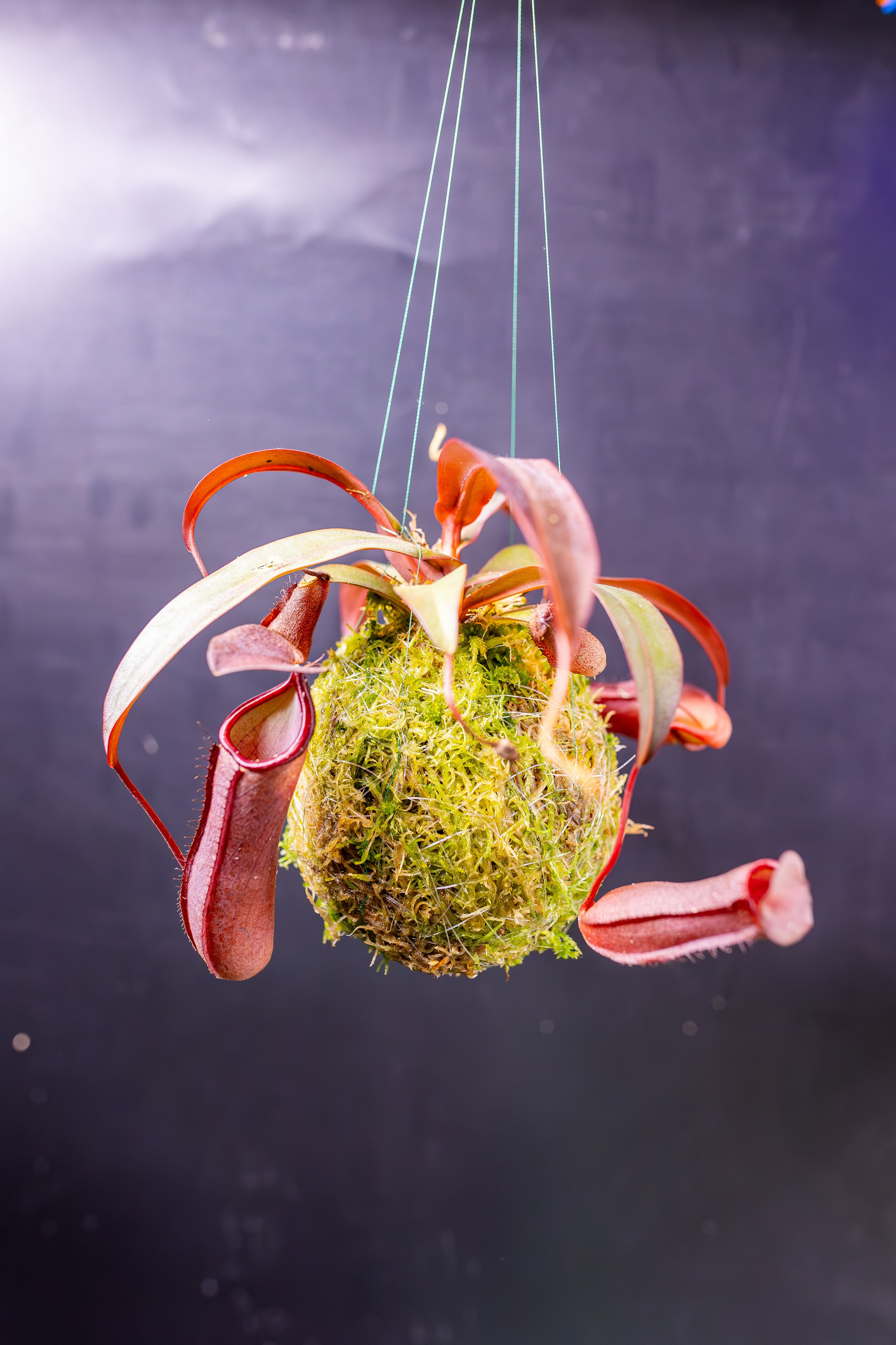 Монстериум 11–12 октября. Александра Куликова фотограф, Москва