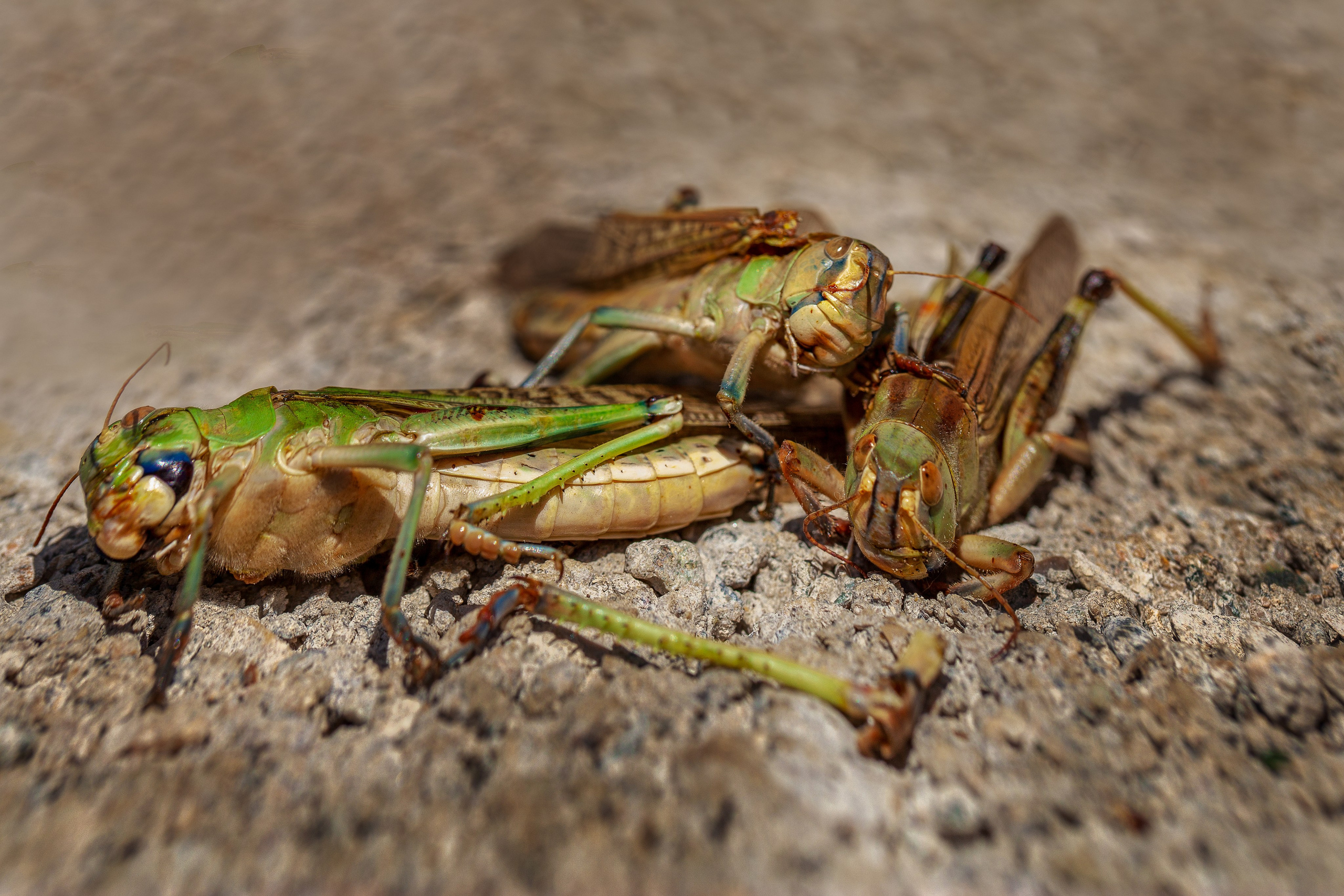 Саранча. Медиапродюсер, фотограф в Минеральных Водах —Виктор Холодов