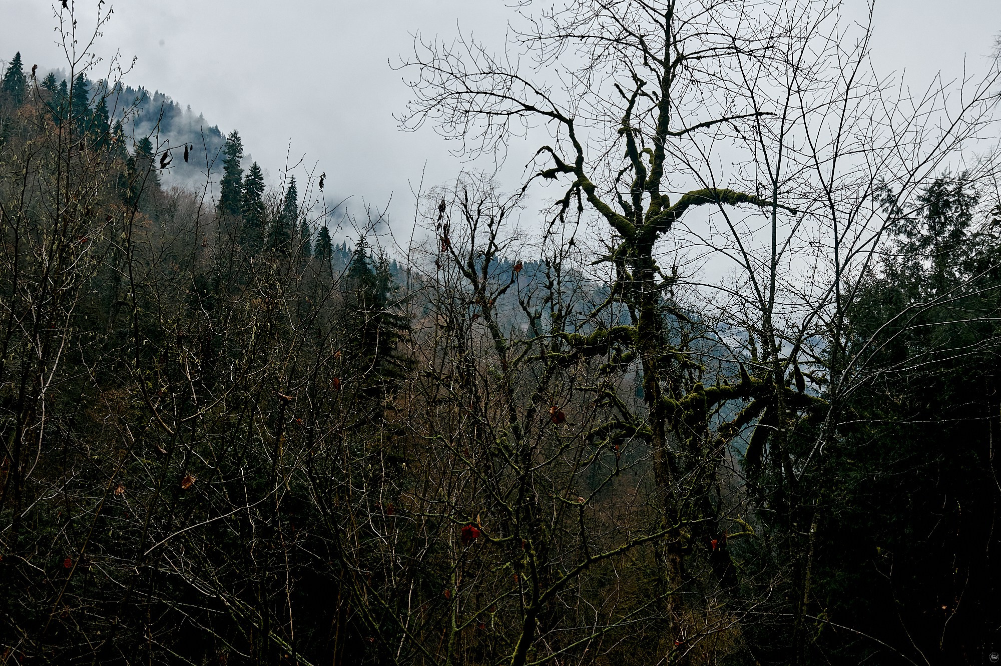 Озеро Рица, Абхазия. Декабрь 2024. Фотографии отовсюду и обо всем