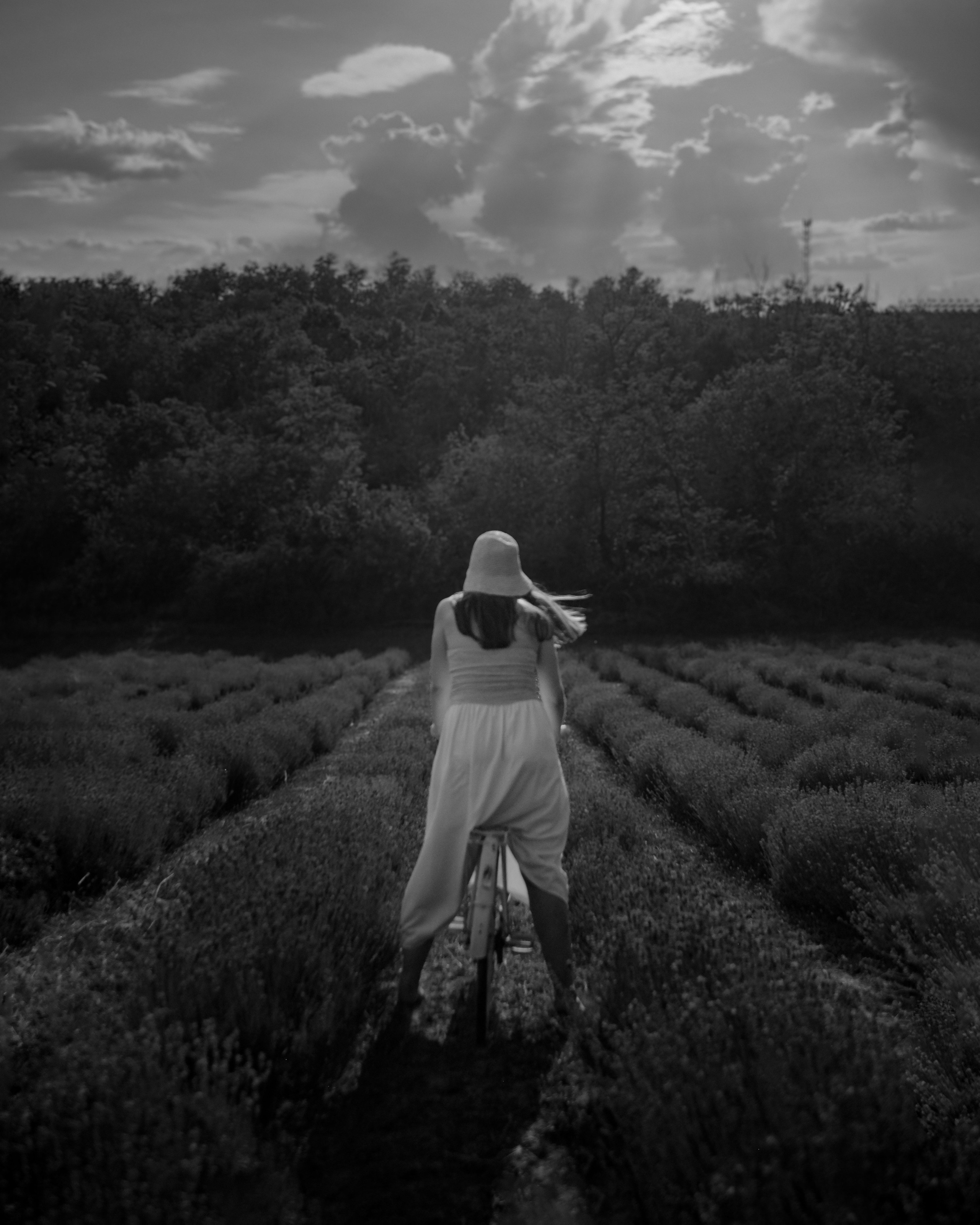 On a lavender field. Portrait photographer Olga Prokopova based in Budapest