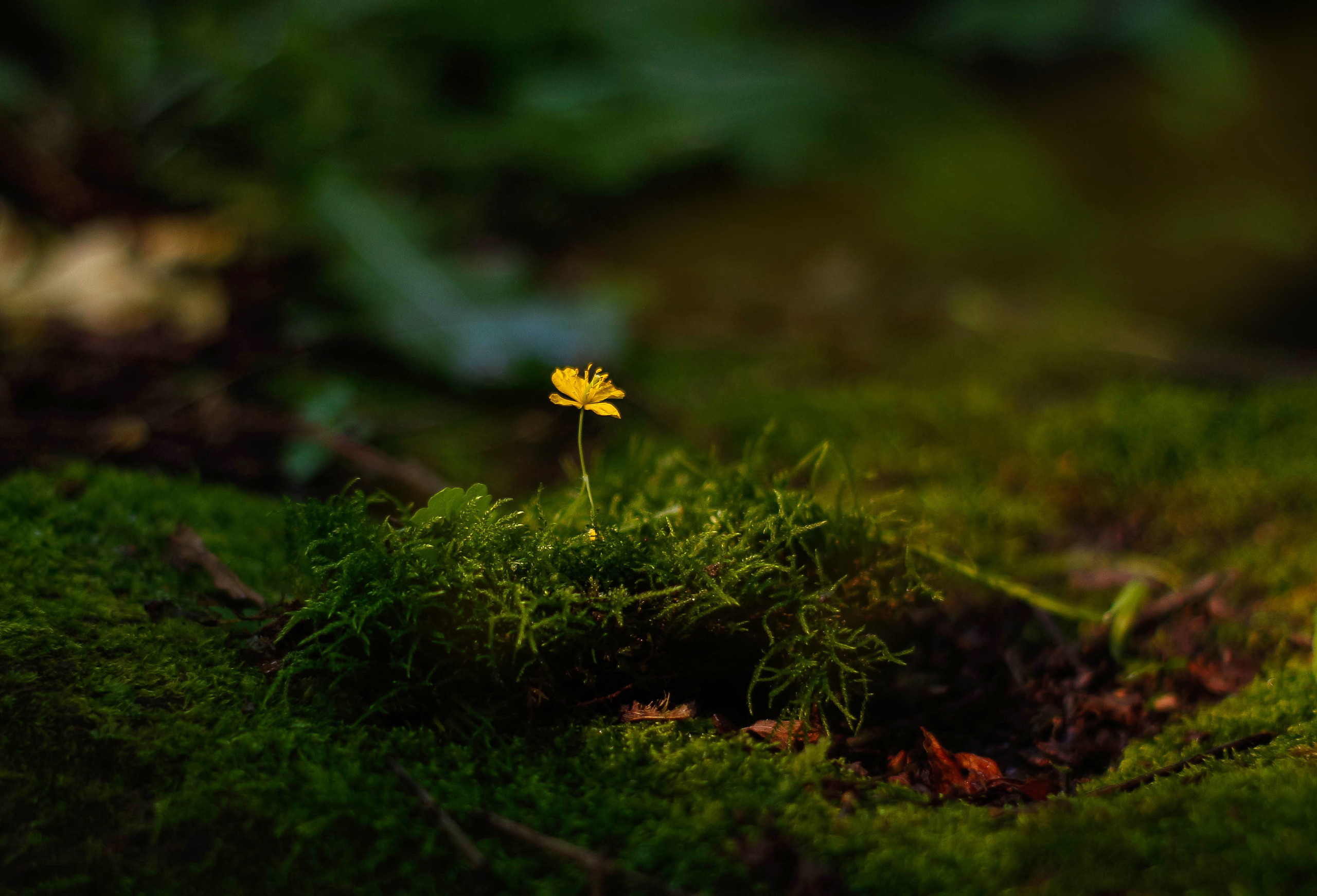 Портфолио. Главная