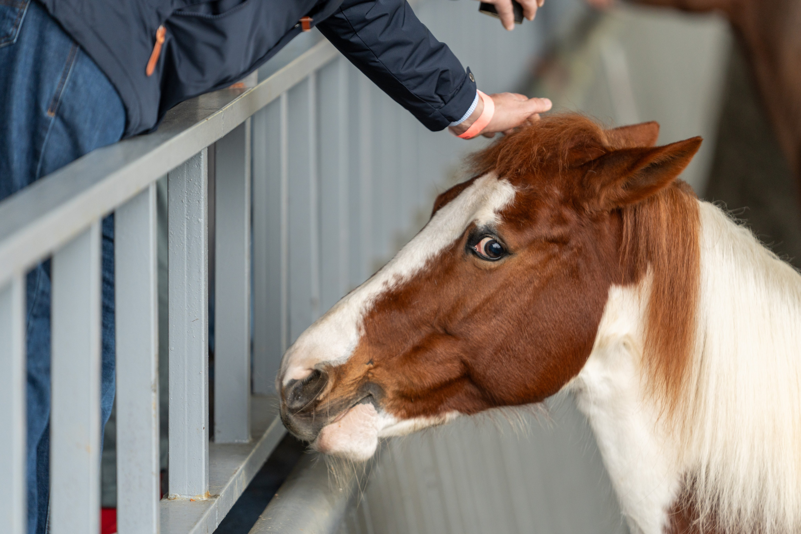 MICE мероприятие на ферме Экзархо. Репортажный фотограф в Красной Поляне и Сочи Павлюченко Екатерина