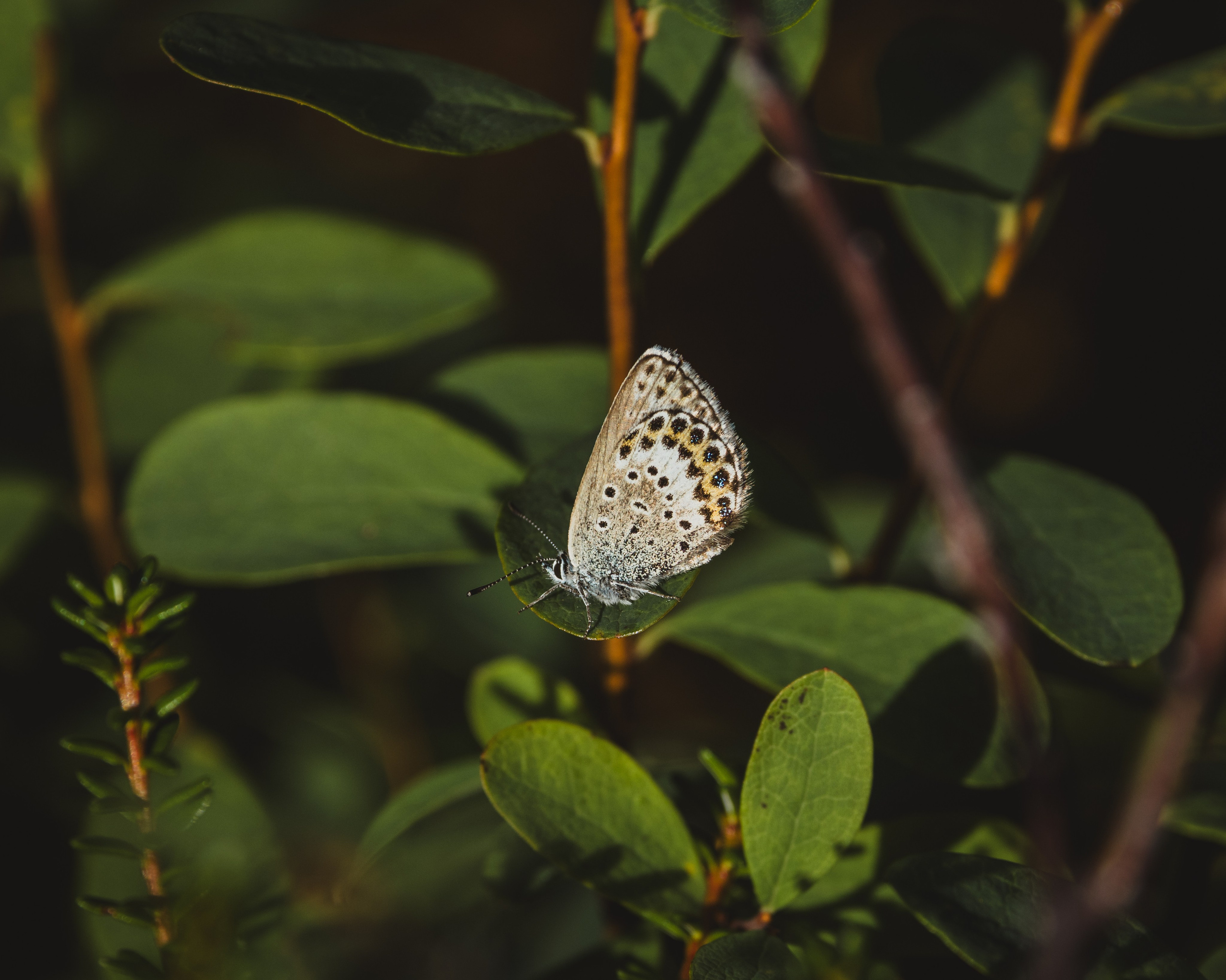 Khibinu 2025. Anton Chernov | Wildlife photographer