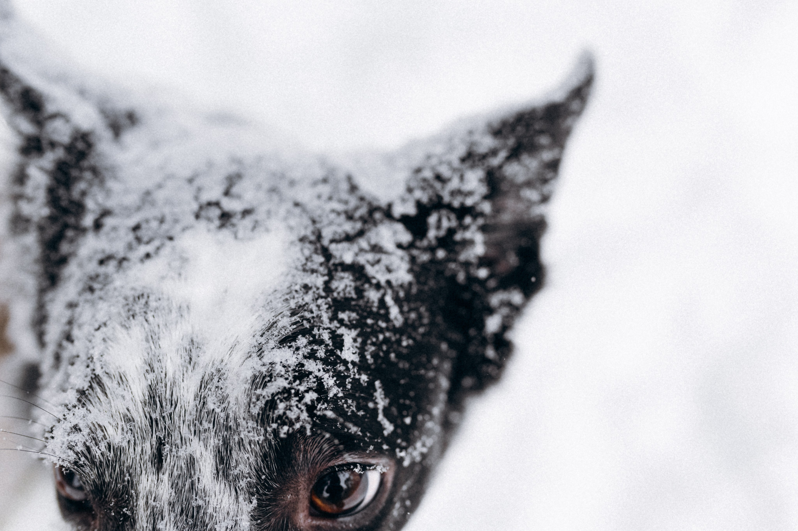 Аня и Милан. Фотограф анималист в Москве Ольга Агушева