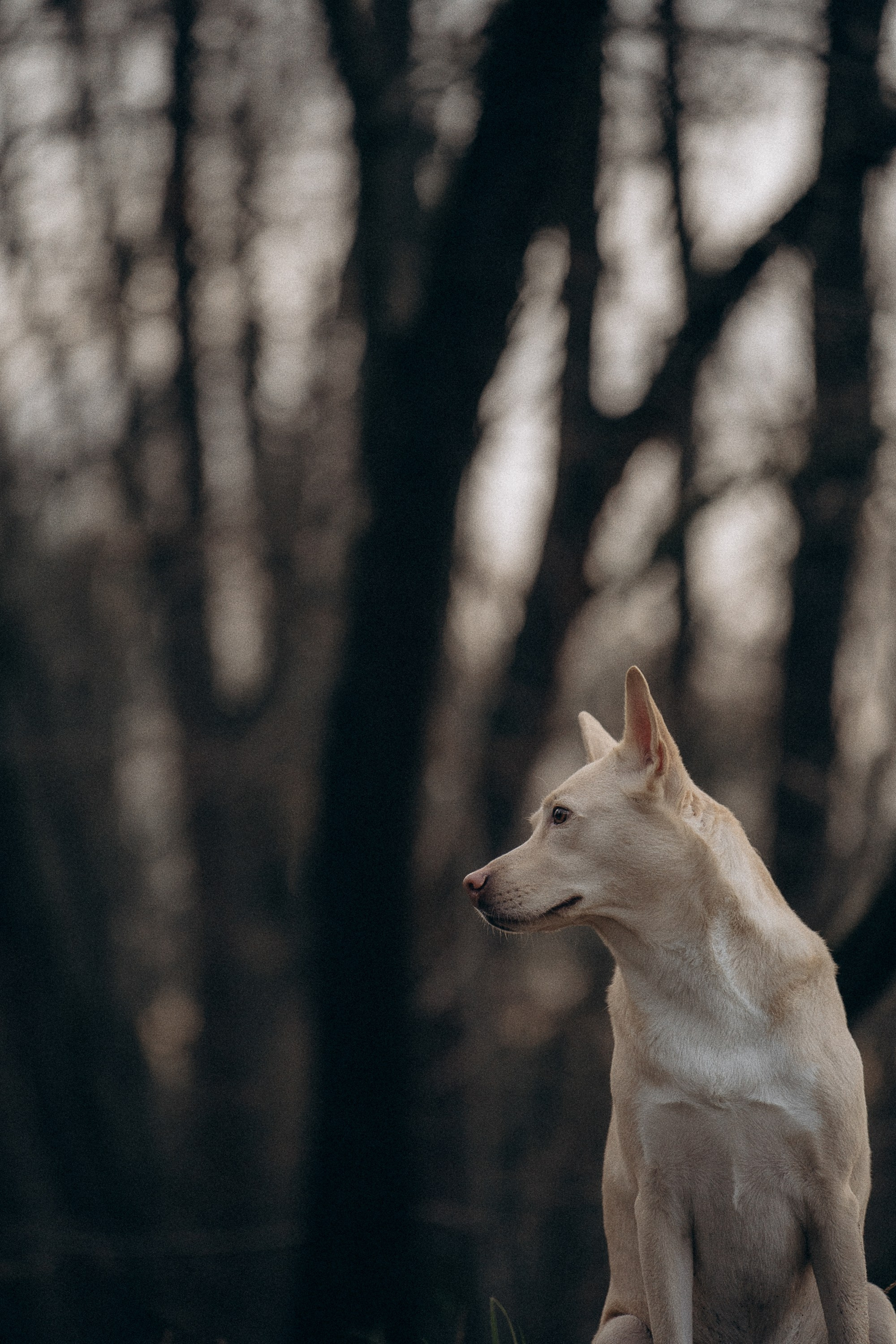 Туся. Фотограф анималист в Москве и Санкт-Петербурге Свиридова Анна