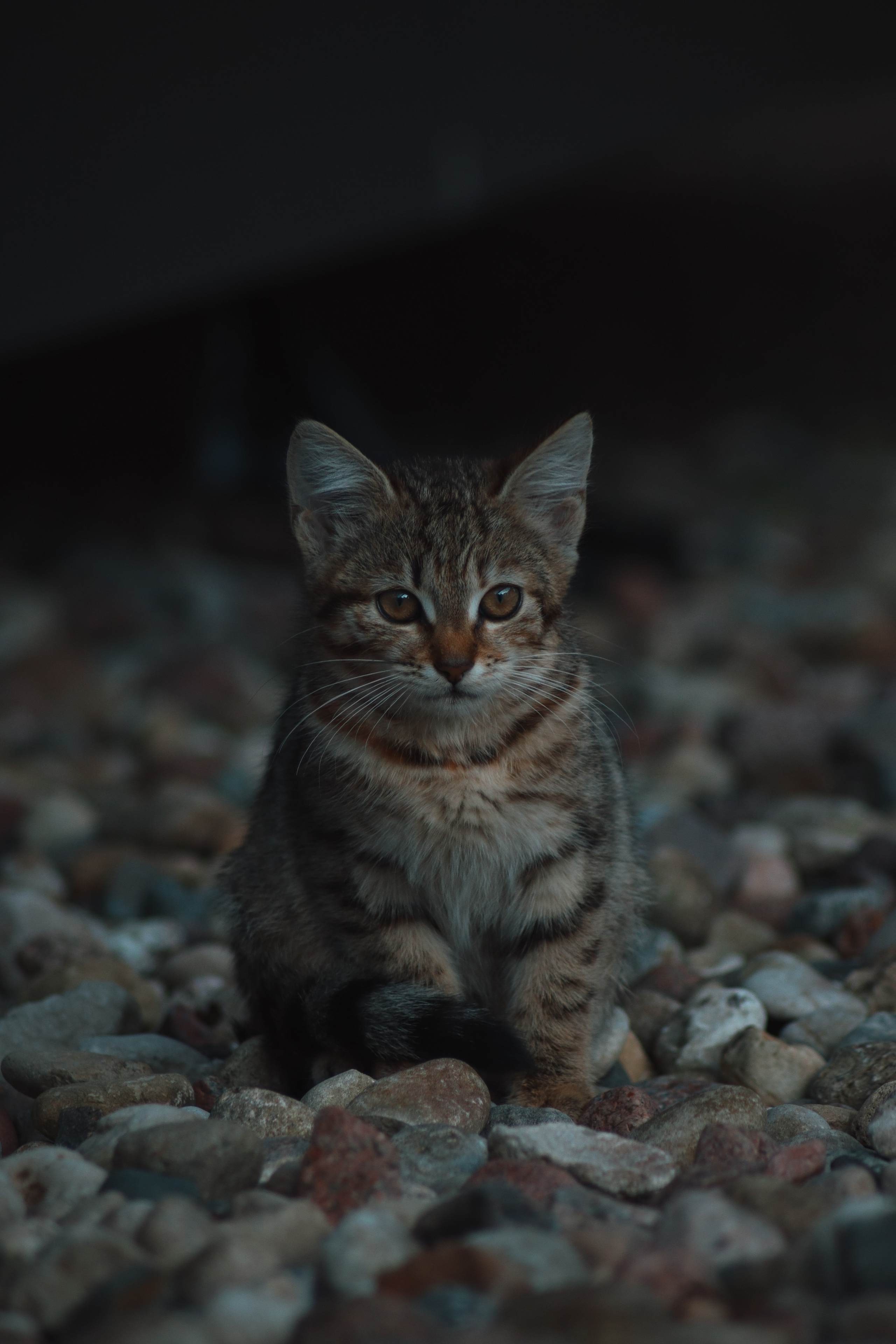 Р А З Н Ы Е — К О Т Ы. — Digital Noise —