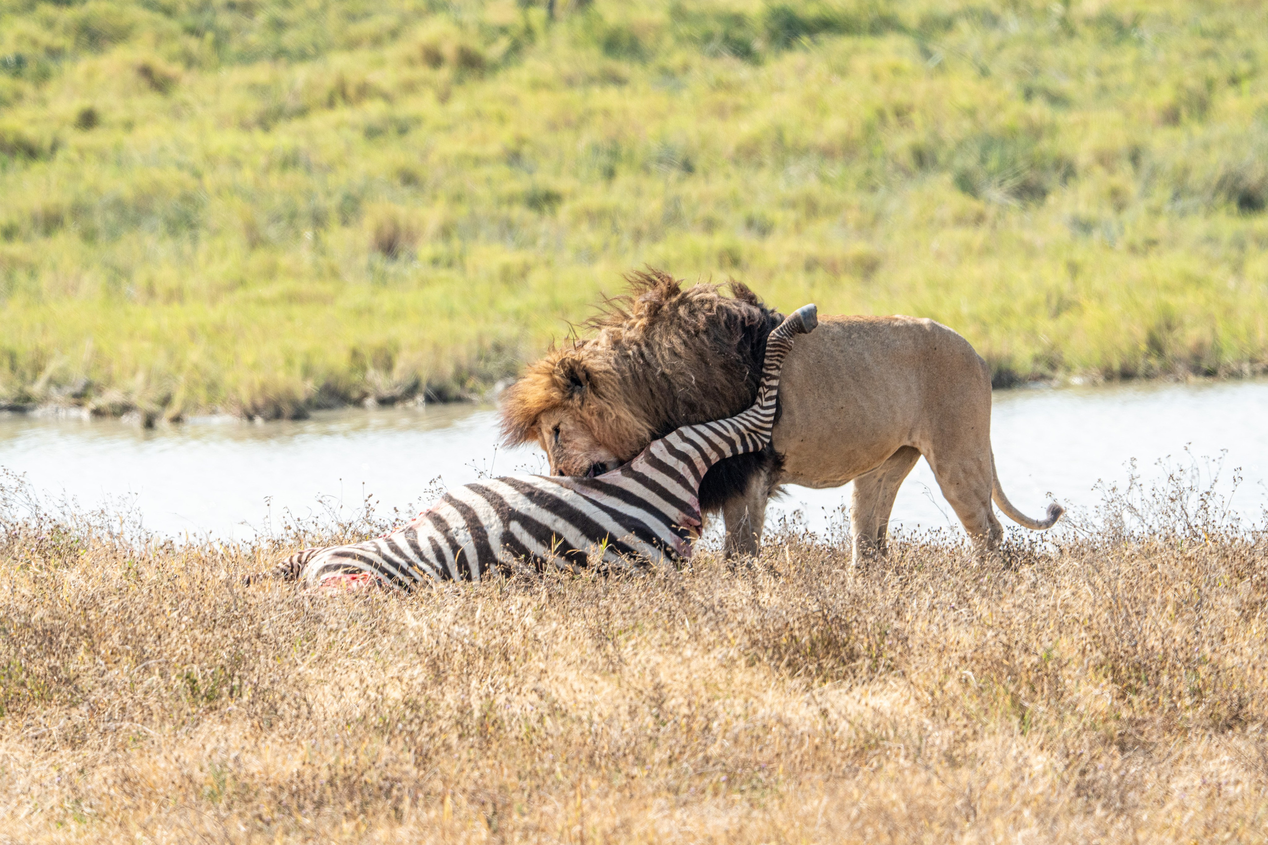 Танзания, сафари, 2025. Творческие сьемки