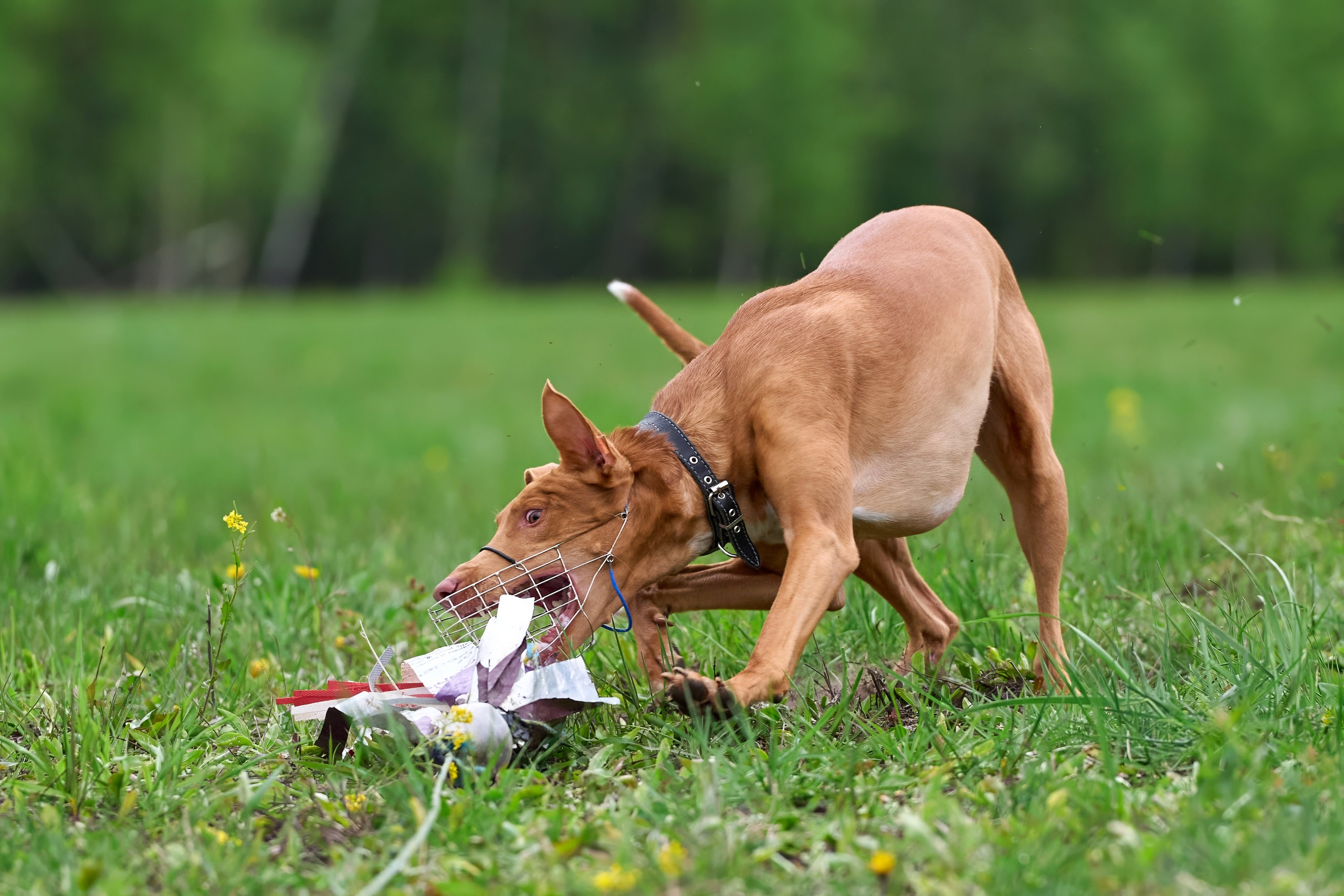 Тренировка по курсингу Донино. Фотограф-анималист Михаил Манухин