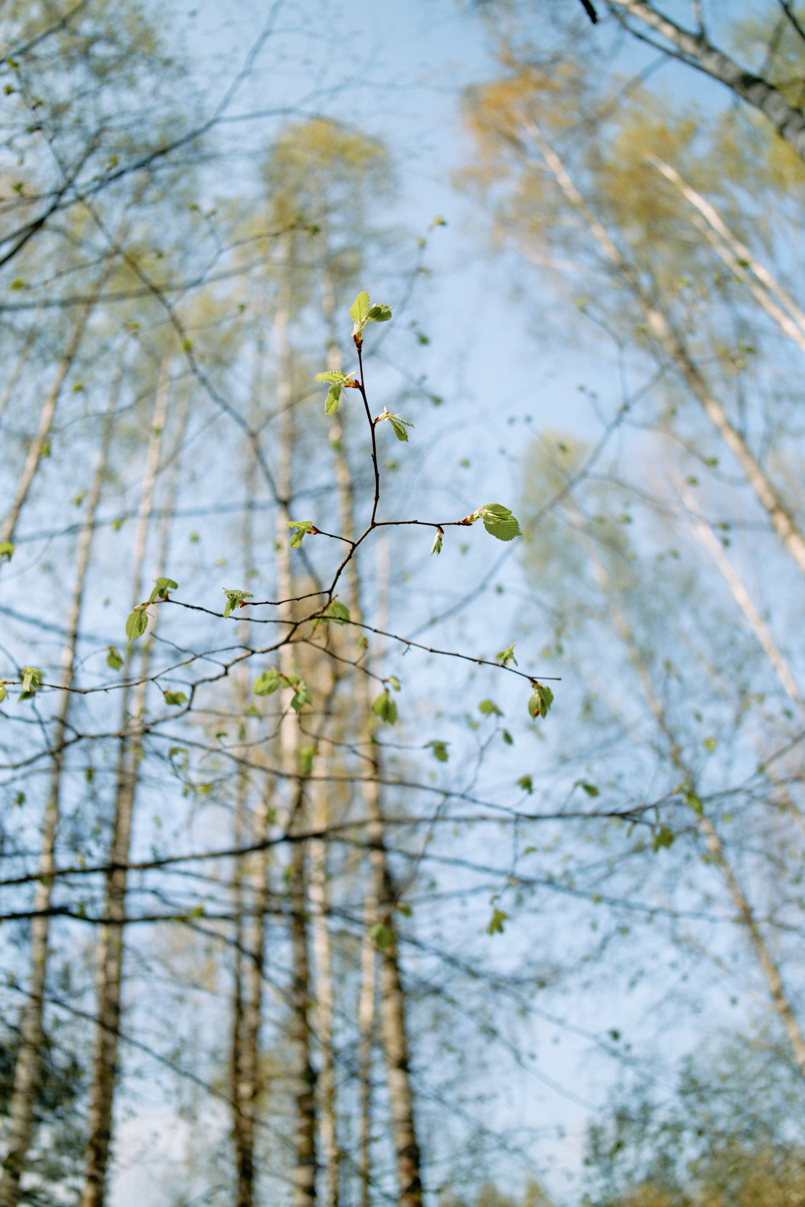 Бутик-отель Поле летом. Профессиональный Фотограф во Владимире, в Москве и в Суздале — Полина Романычева