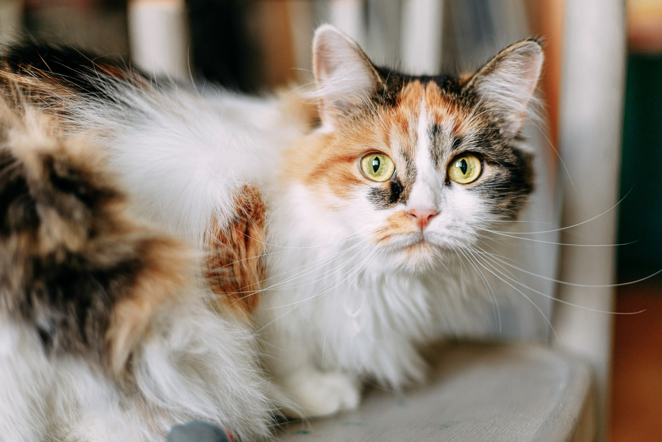 ИРА, САША И 5 КОШЕК