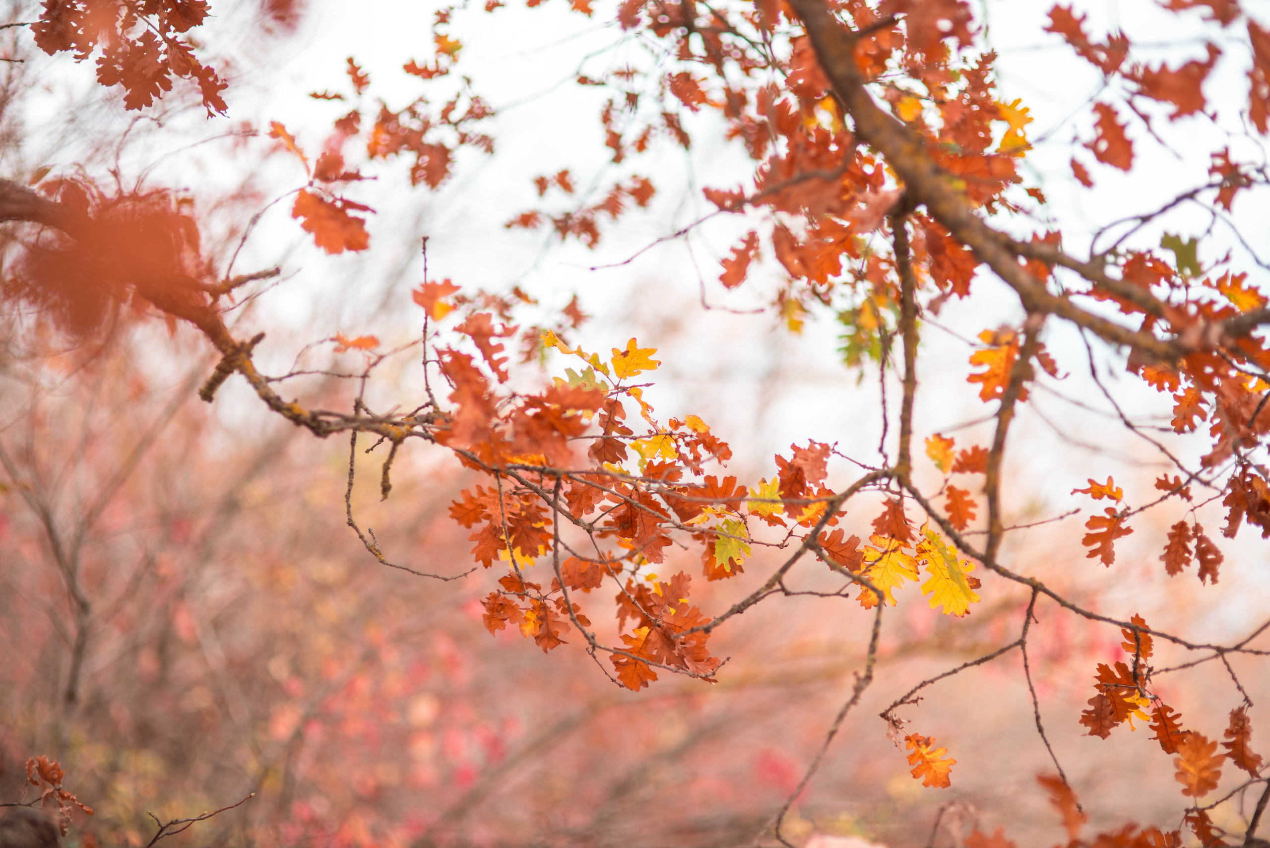 Природа. Фотограф в Санкт-Петербурге