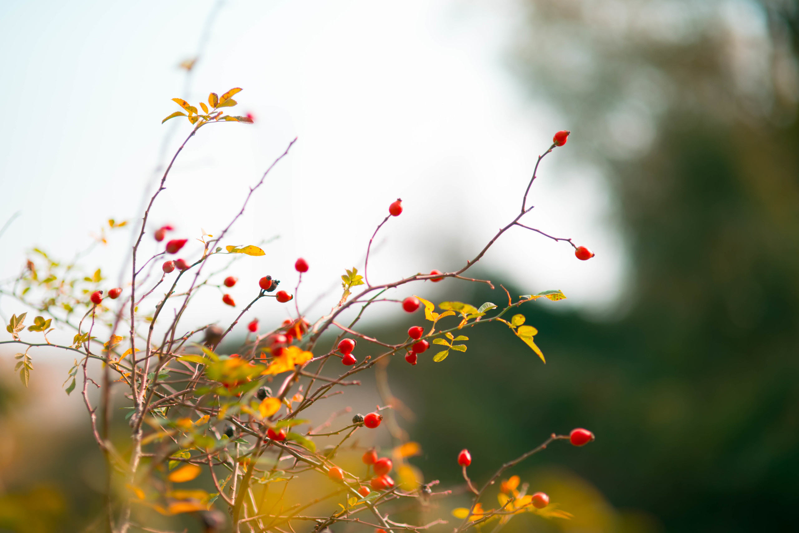 Природа. Фотограф в Санкт-Петербурге