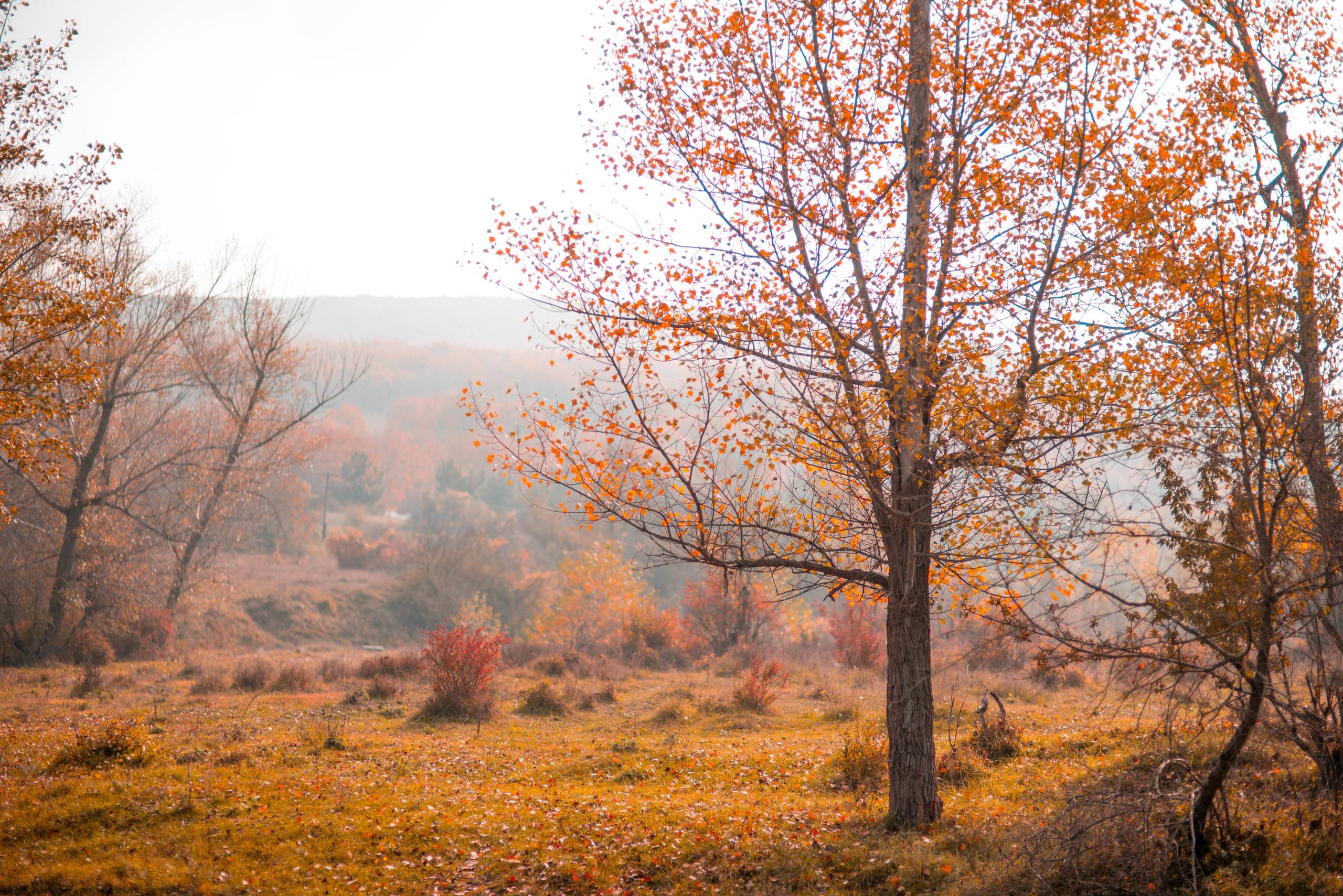 Природа. Фотограф в Санкт-Петербурге