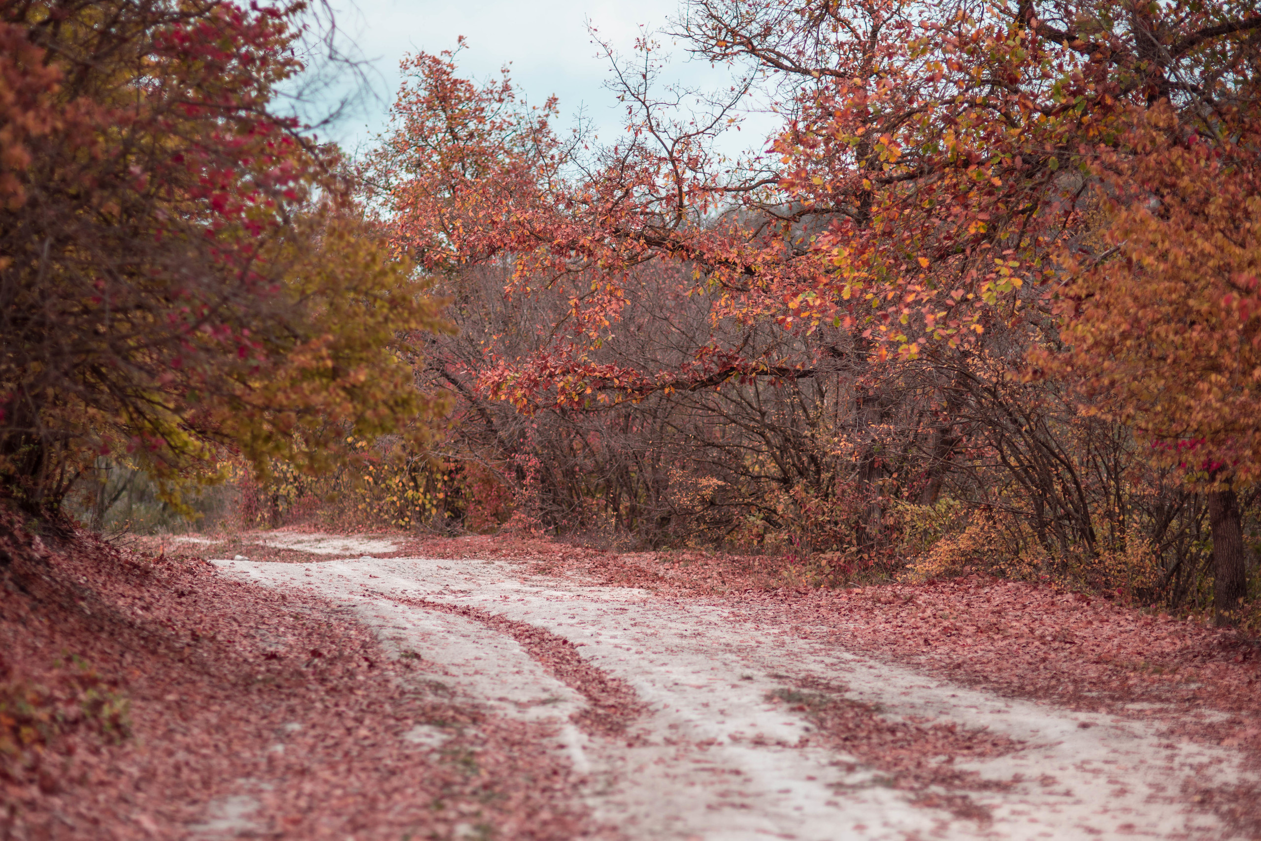 Природа. Фотограф в Санкт-Петербурге