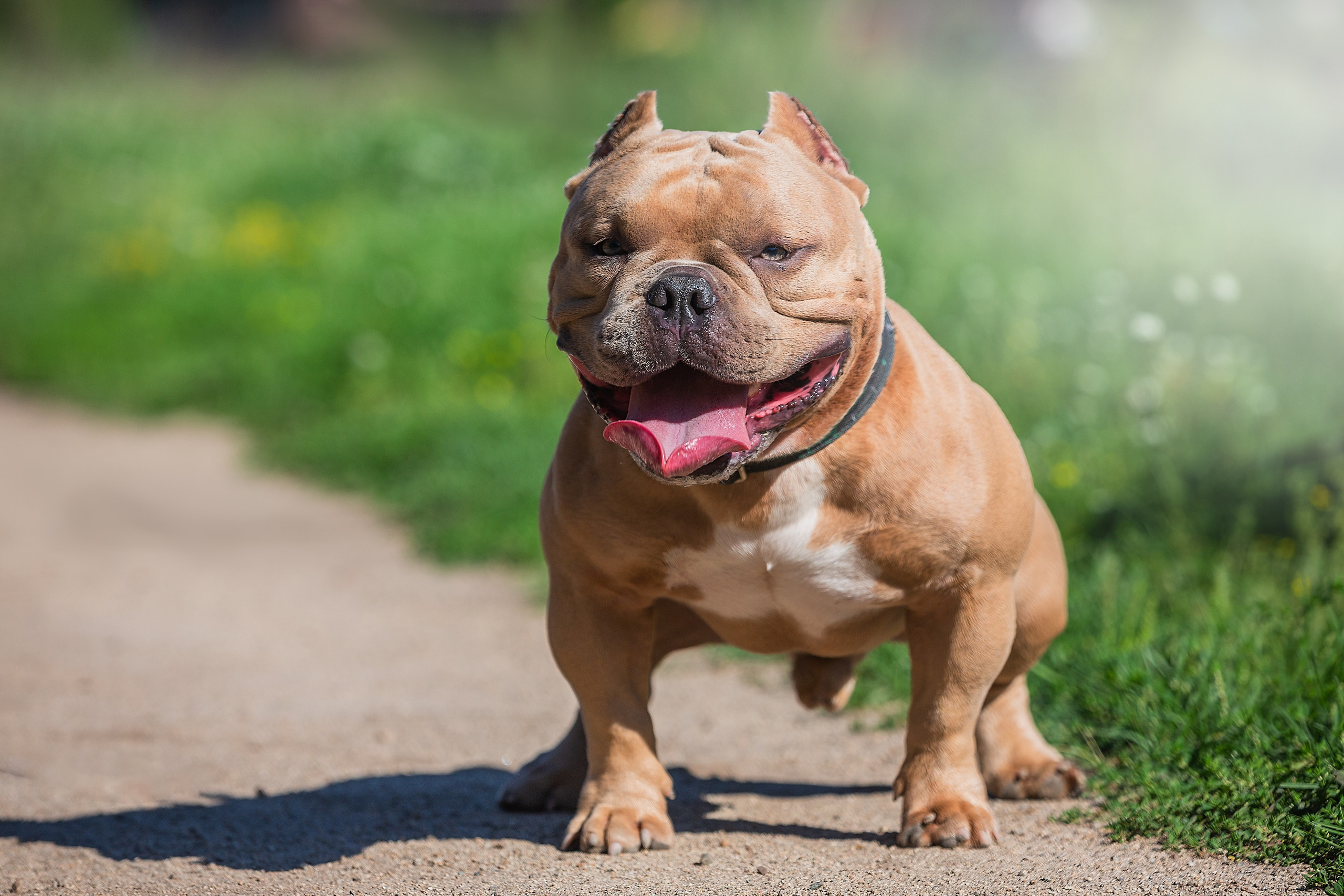 Фотосъемка Собак. Фотограф Анималист Наталья Корс Екатеринбург