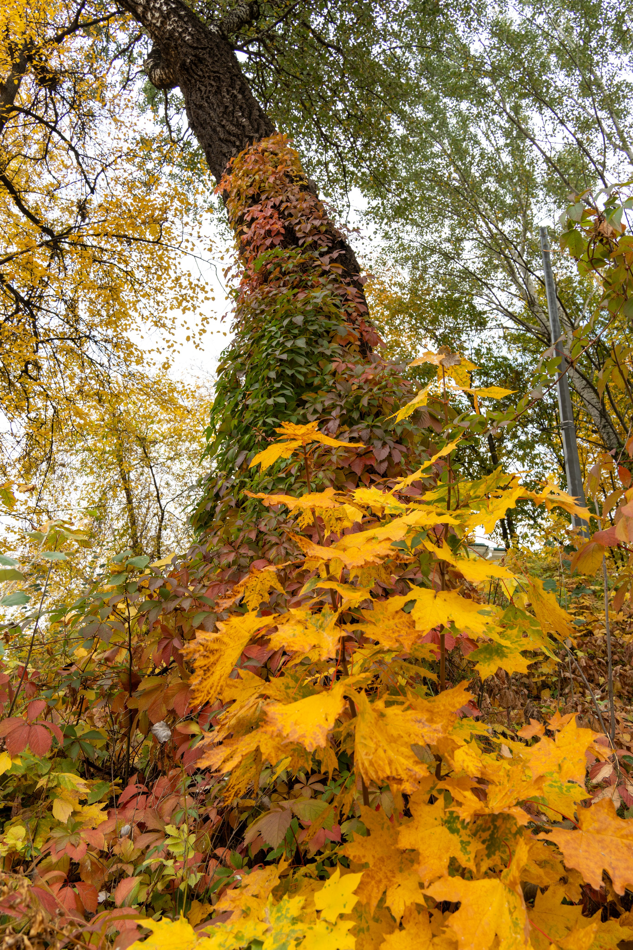 20251011 Нескучный сад. Дмитрий Ремизов. Фотография, как хобби
