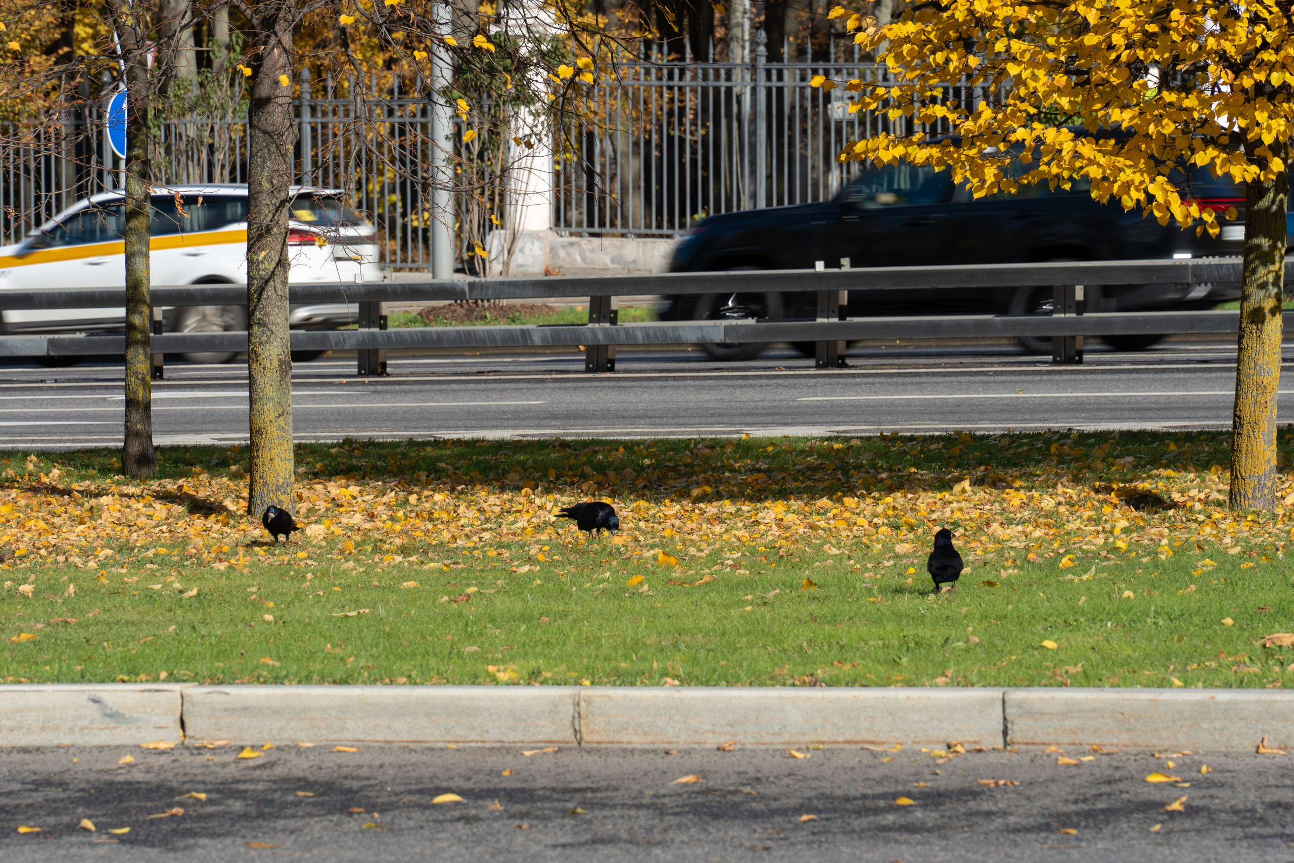 20251012 МГУ. Дмитрий Ремизов. Фотография, как хобби