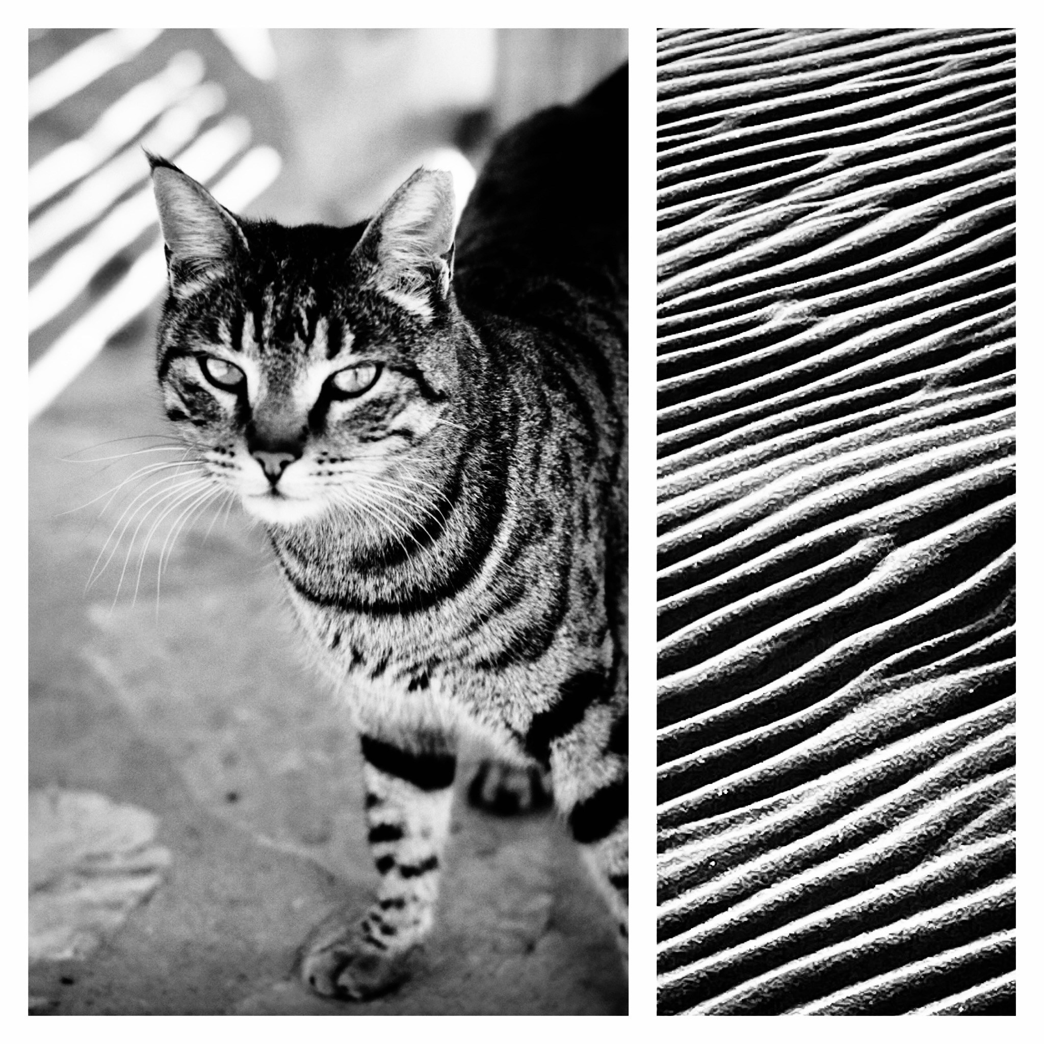 ЖИВОТНЫЕ. Misha Light ✨ Photography