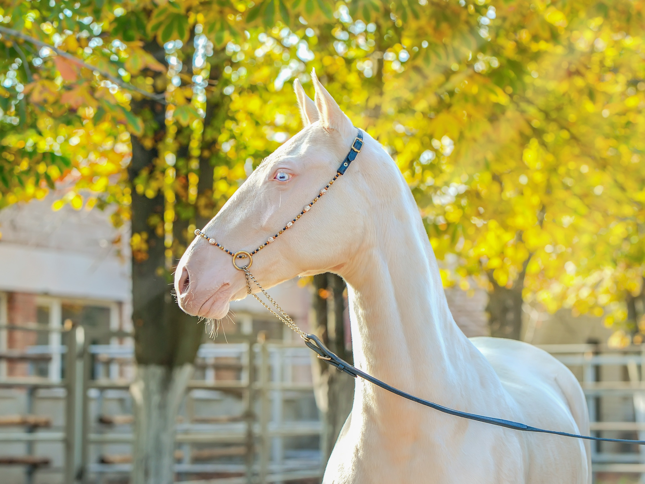 Съёмка лошадей. Конный портретный фотограф Наталья Шелест