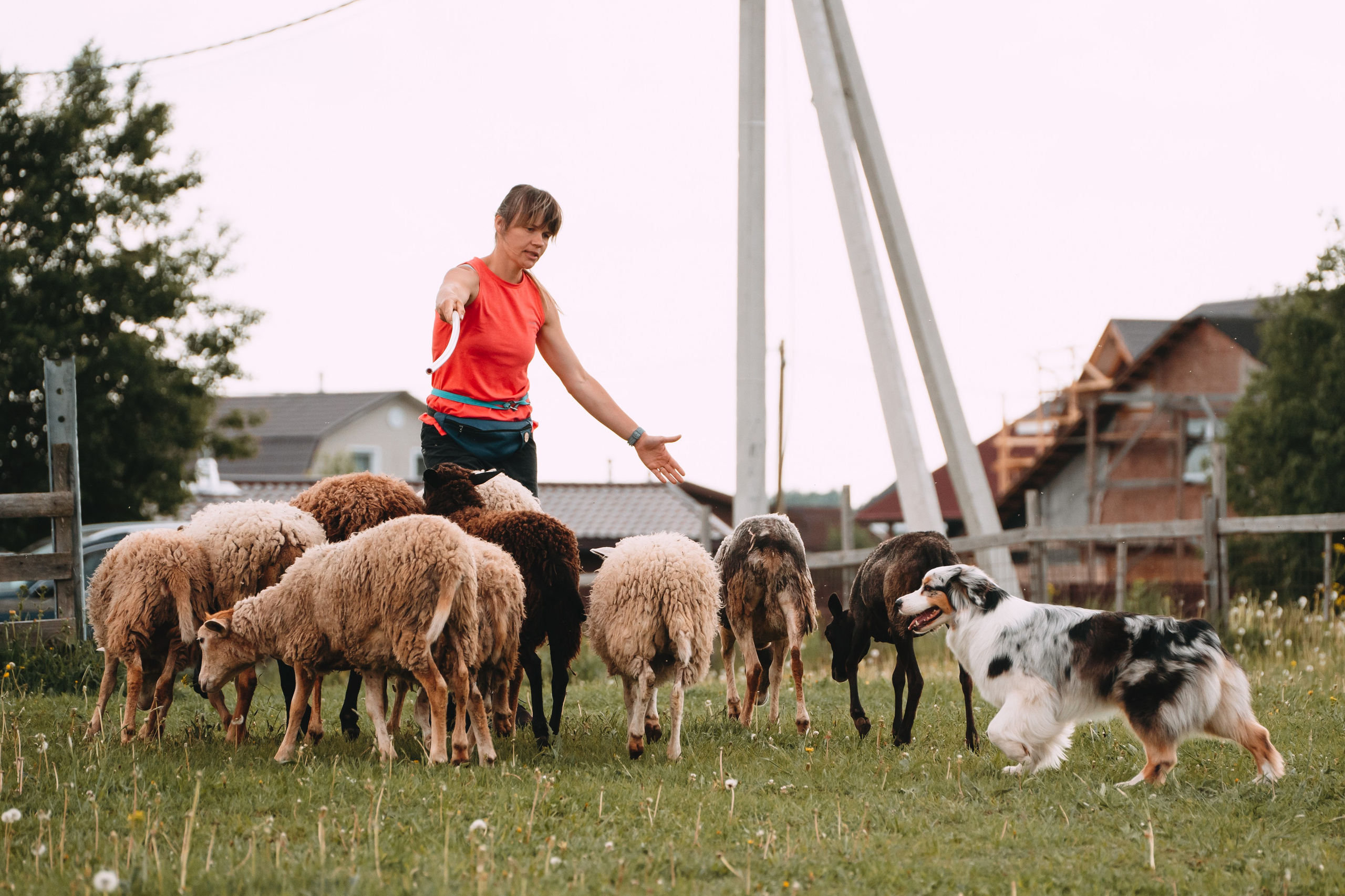 Состязания по пастушьей службе 1-2.06.24, Заостровье. Фотограф-анималист Анастасия Большакова