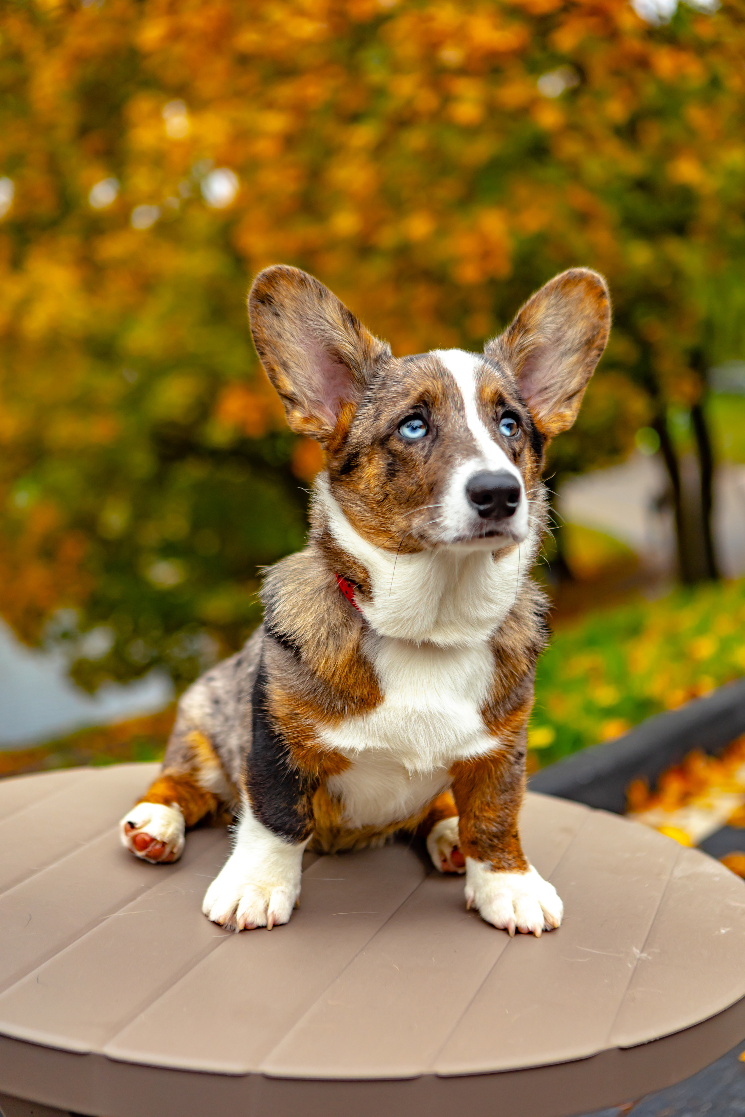 Съемки животных. AI-контент (генерации ИИ-фото и видео), стоковые фотографии Калининградской области