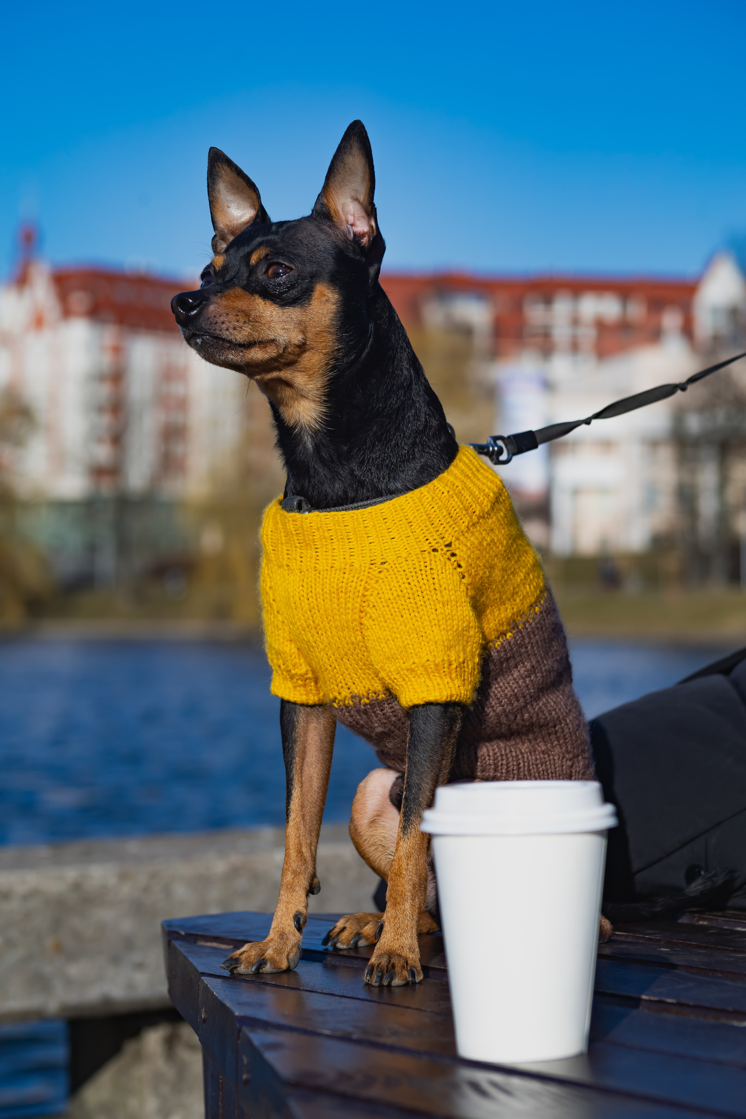 Съемки животных. AI-контент (генерации ИИ-фото и видео), стоковые фотографии Калининградской области