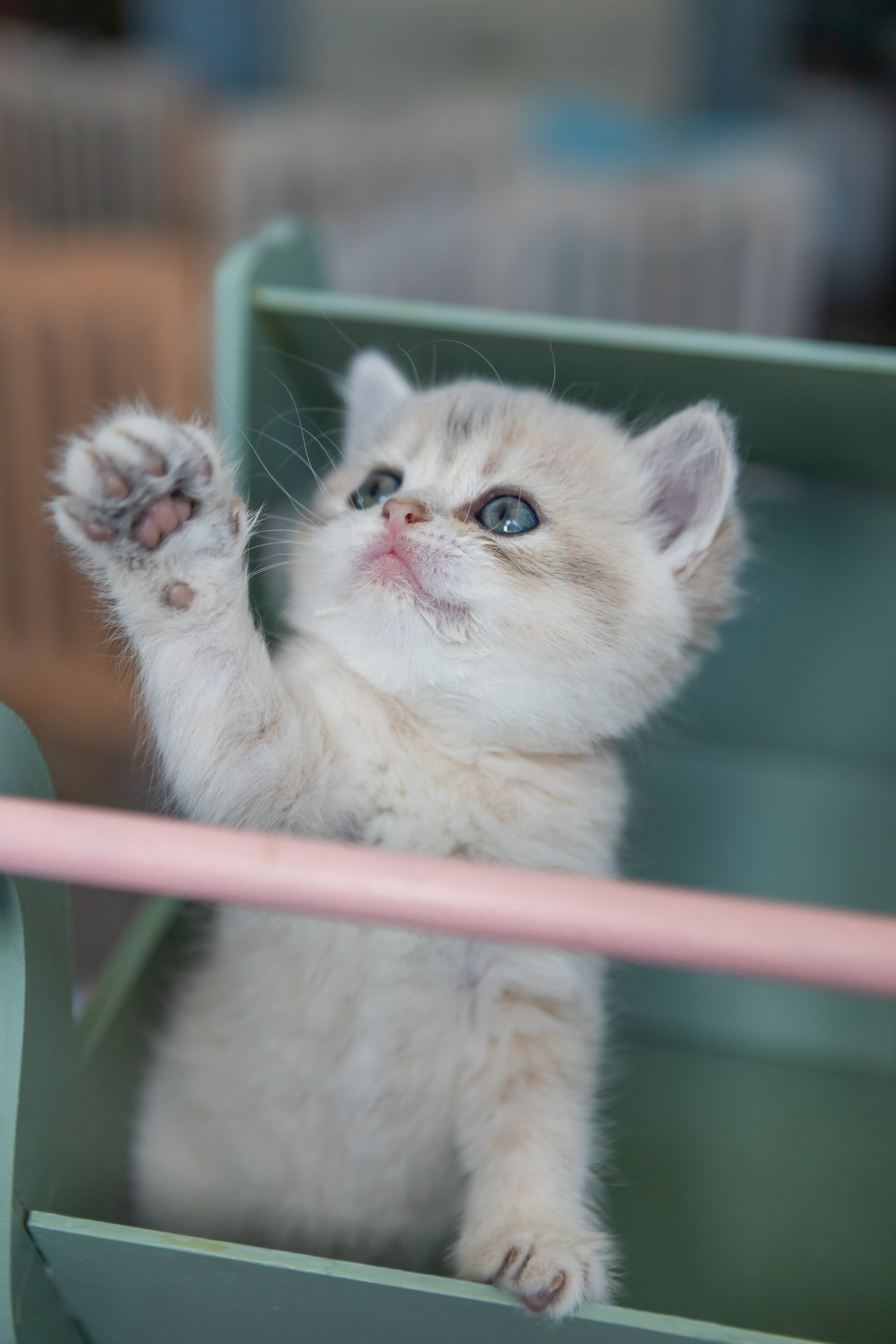 Съемки животных. AI-контент (генерации ИИ-фото и видео), стоковые фотографии Калининградской области