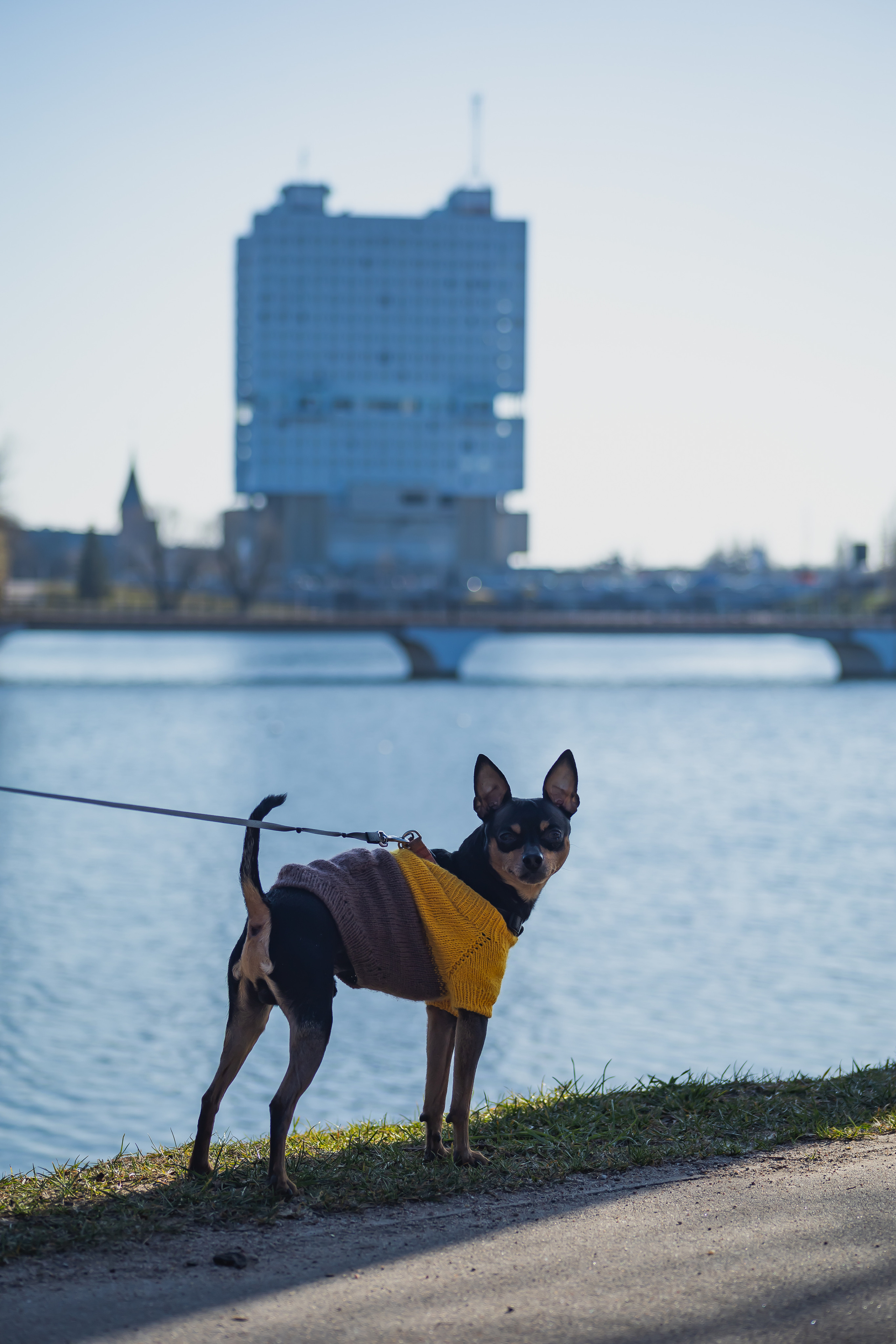 Съемки животных. AI-контент (генерации ИИ-фото и видео), стоковые фотографии Калининградской области