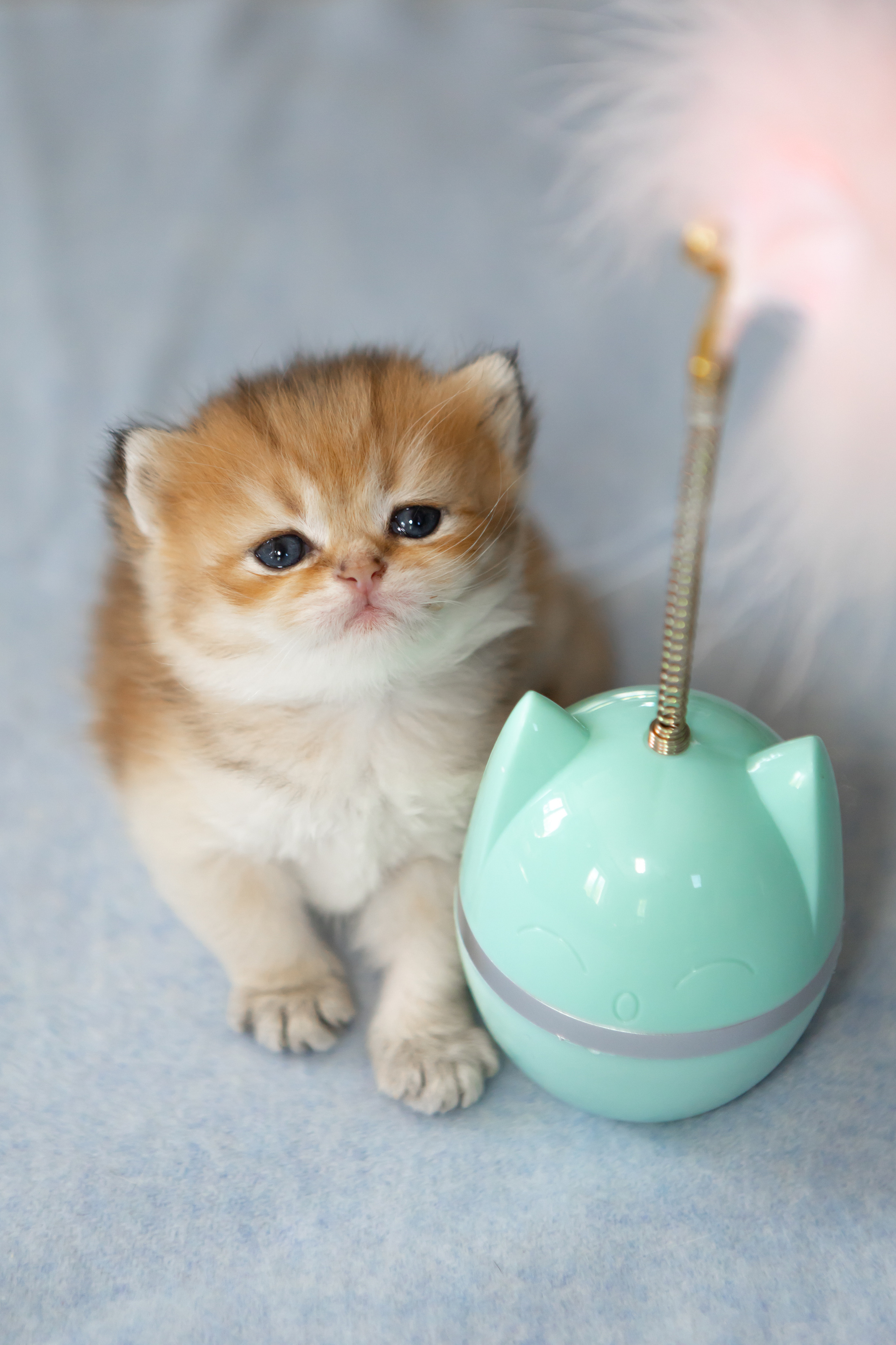 Съемки животных. AI-контент (генерации ИИ-фото и видео), стоковые фотографии Калининградской области