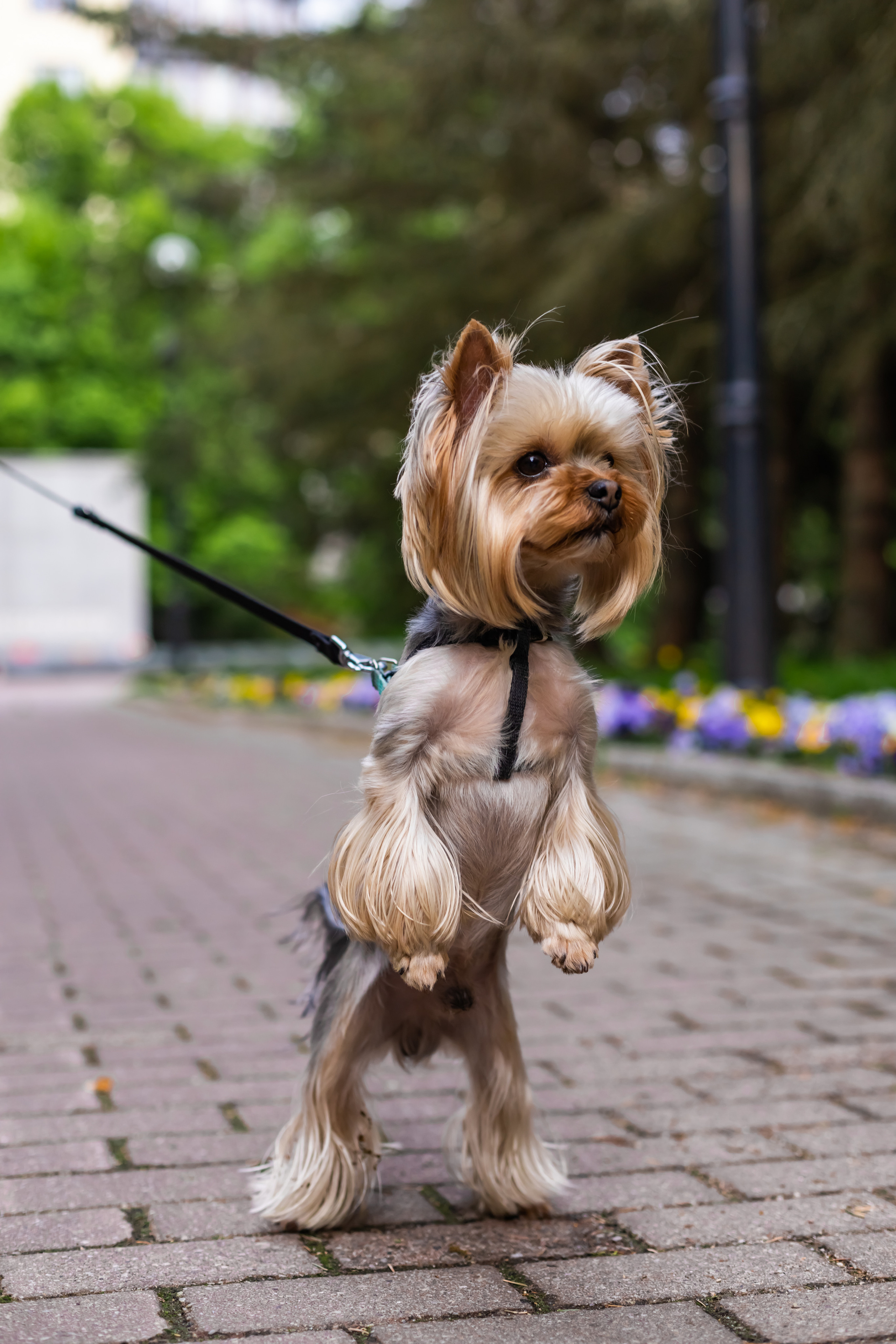 Съемки животных. AI-контент (генерации ИИ-фото и видео), стоковые фотографии Калининградской области