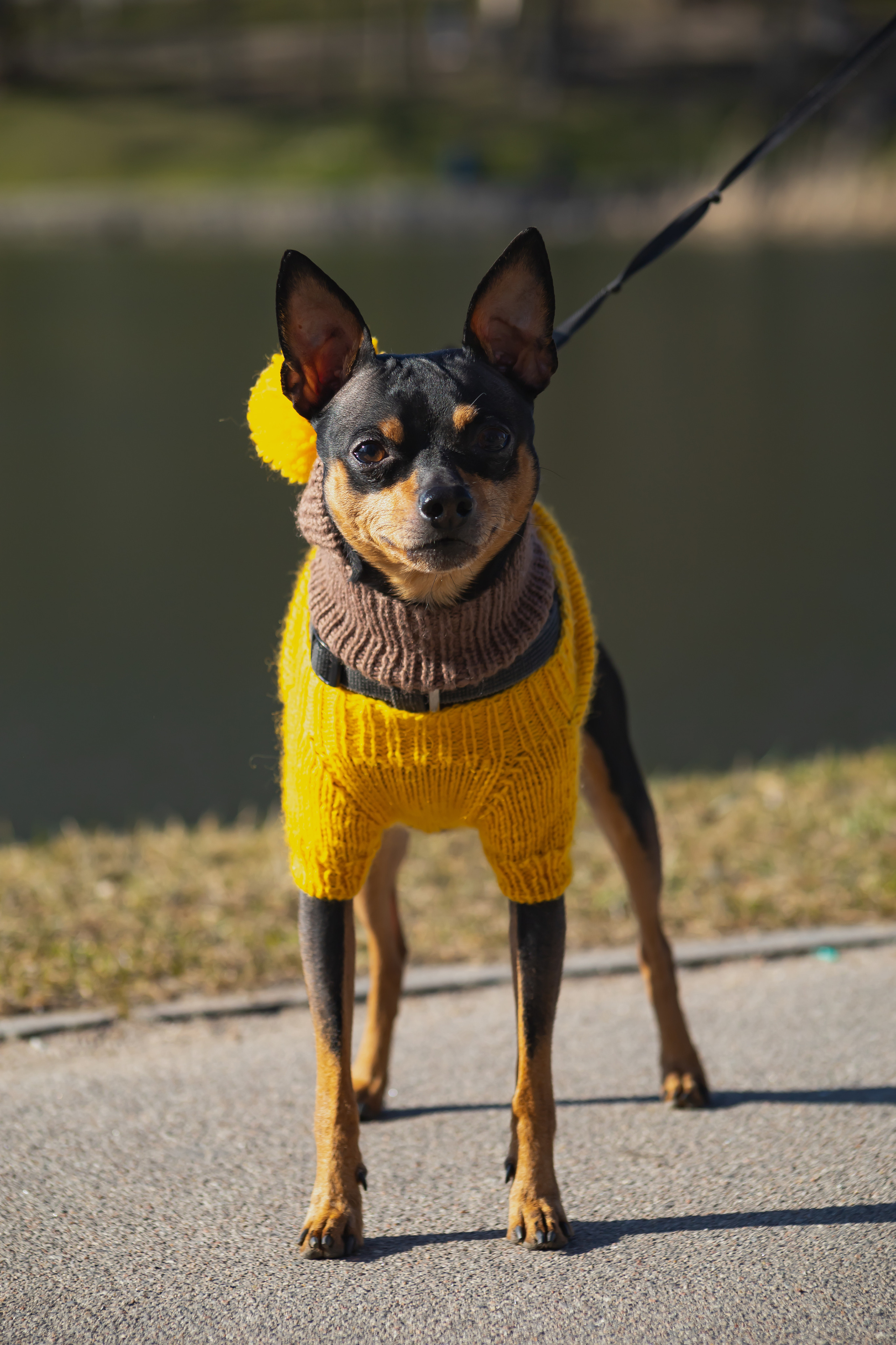 Съемки животных. AI-контент (генерации ИИ-фото и видео), стоковые фотографии Калининградской области