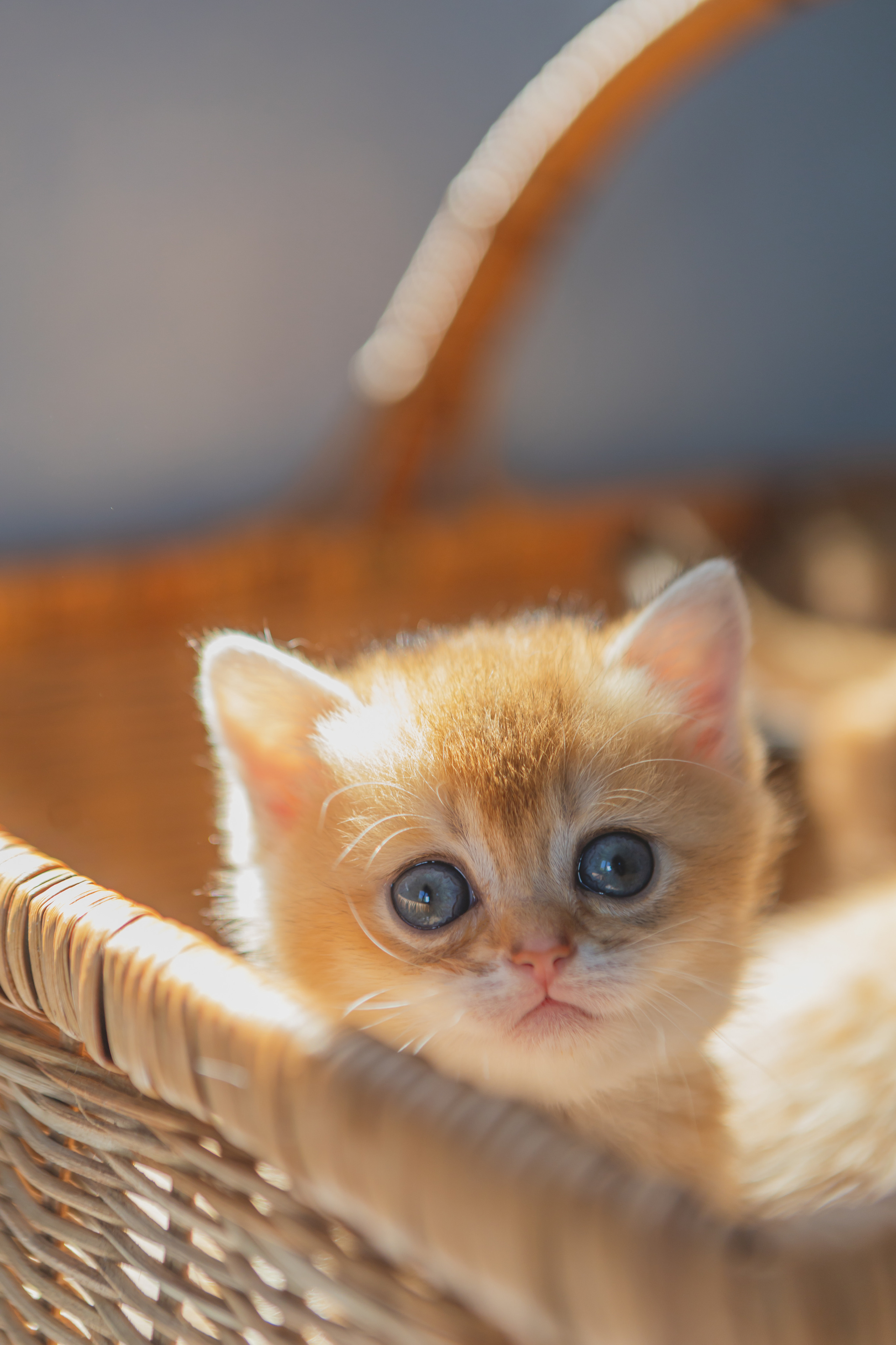 Съемки животных. AI-контент (генерации ИИ-фото и видео), стоковые фотографии Калининградской области