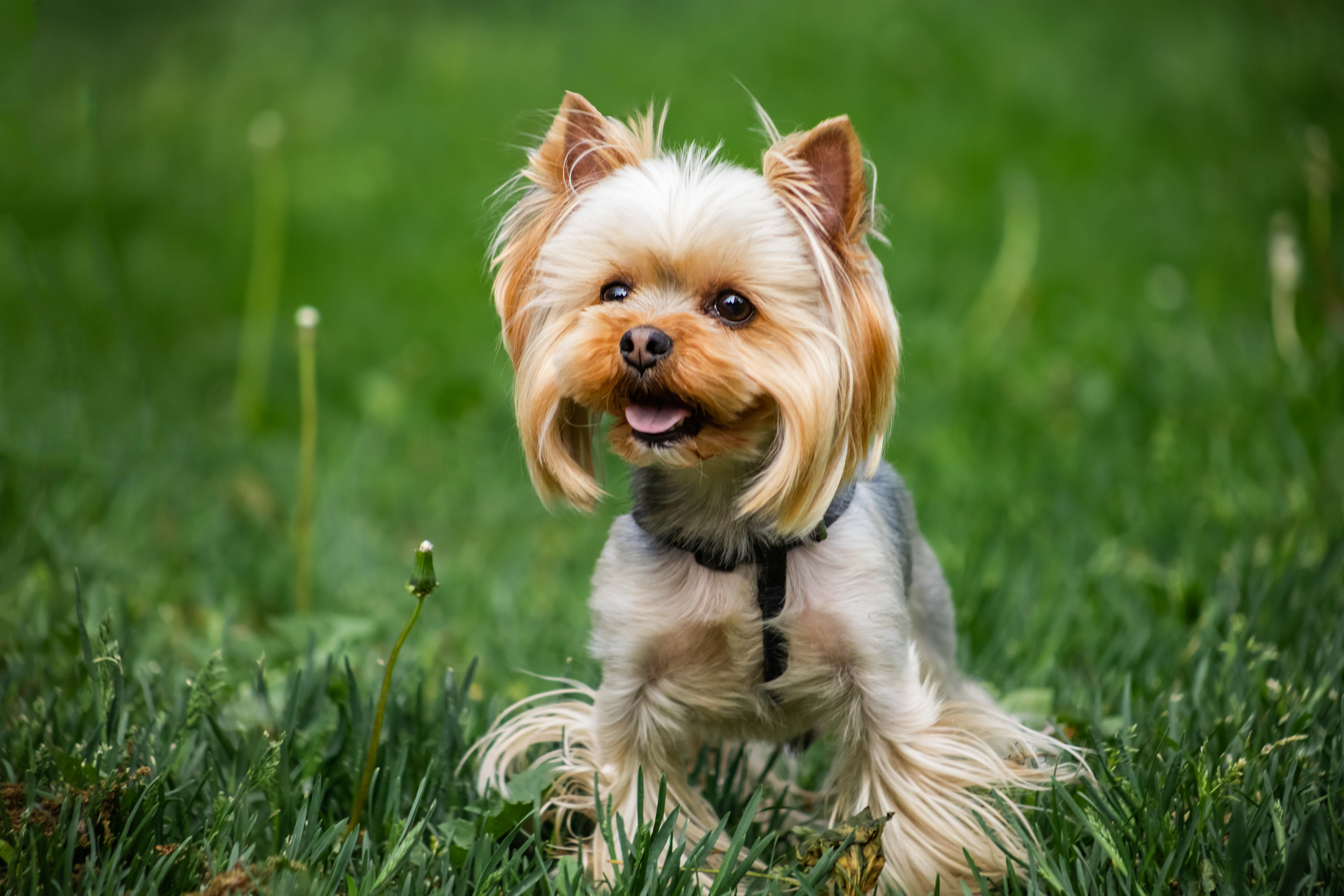 Съемки животных. AI-контент (генерации ИИ-фото и видео), стоковые фотографии Калининградской области