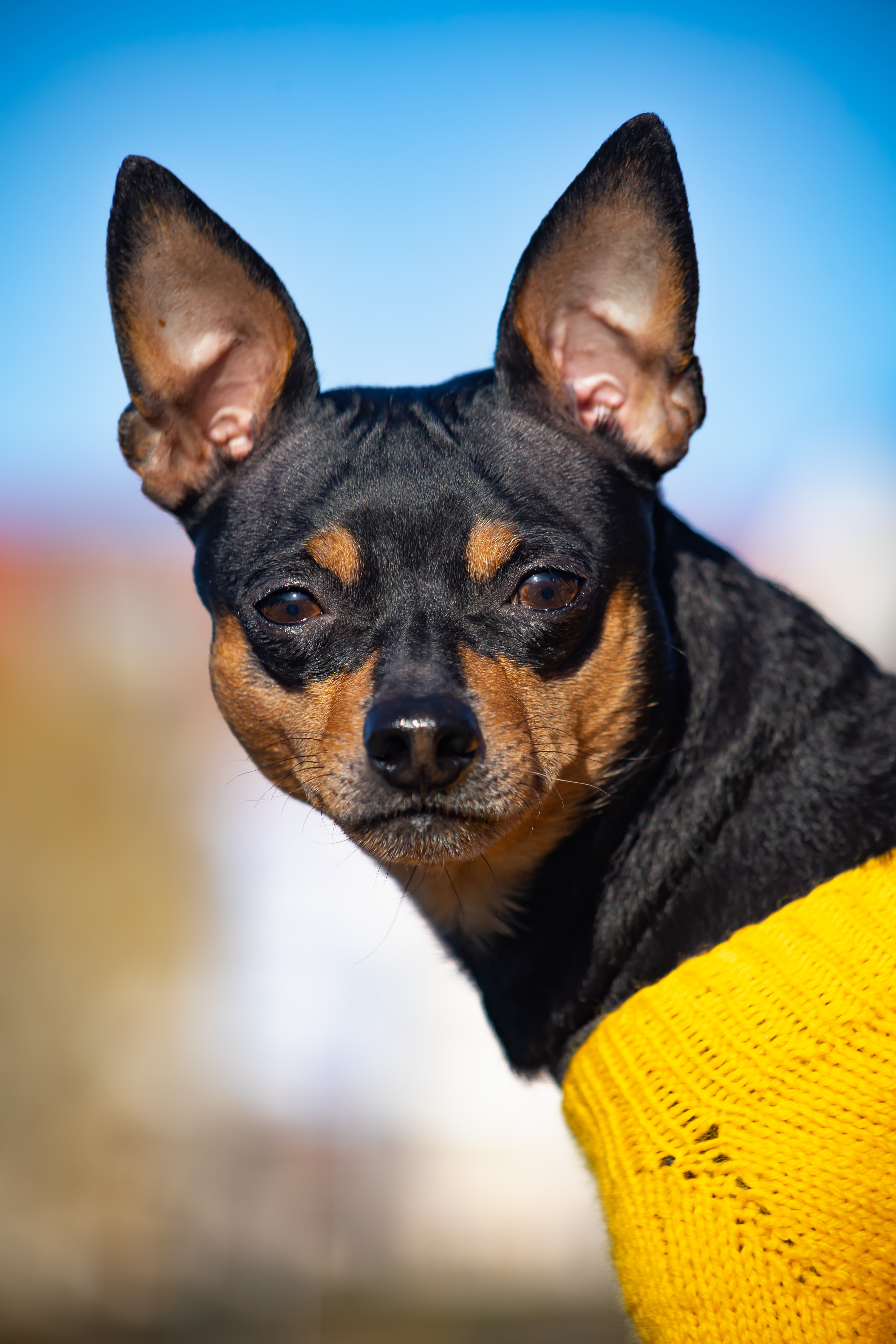 Съемки животных. AI-контент (генерации ИИ-фото и видео), стоковые фотографии Калининградской области