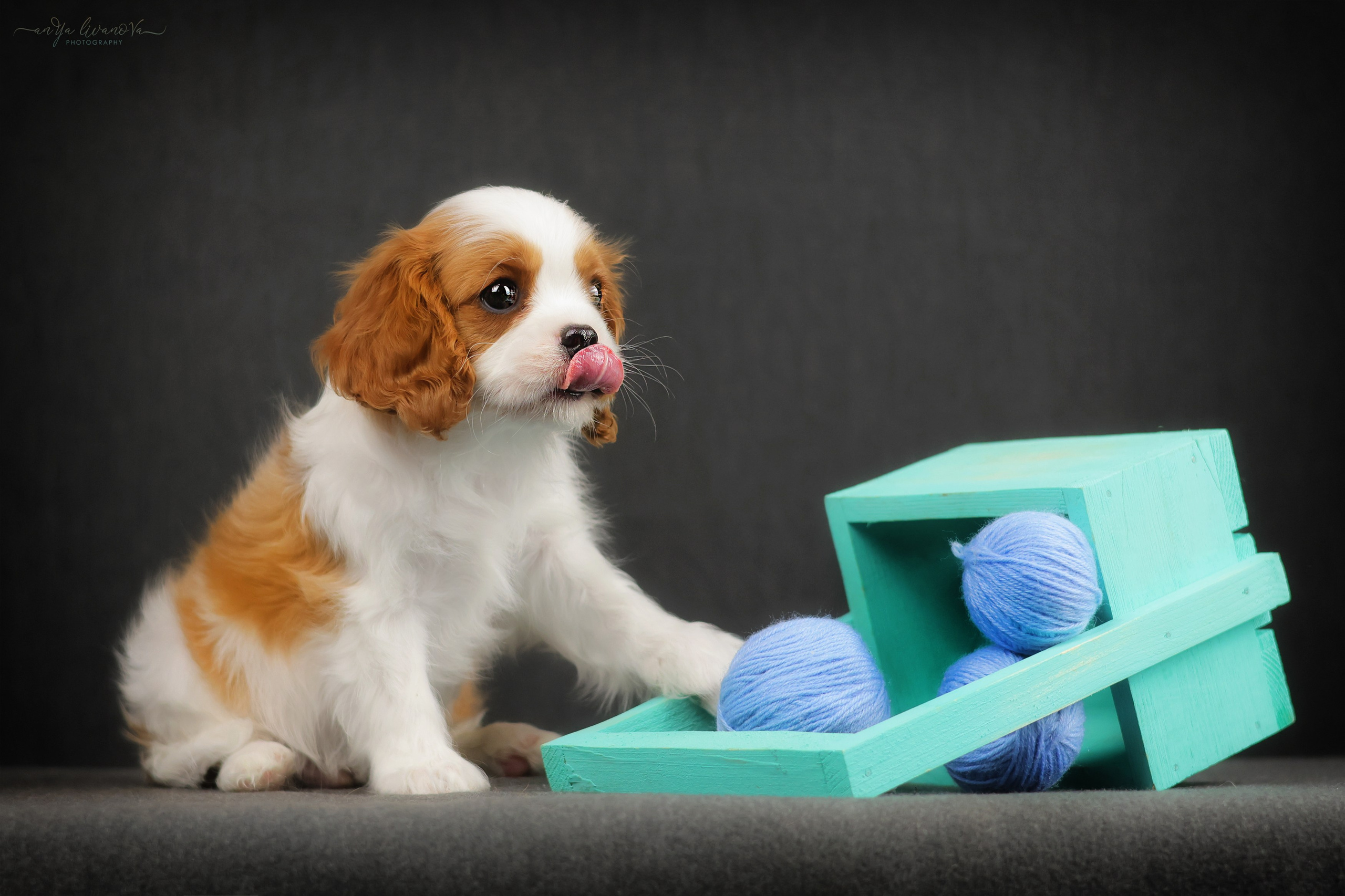 Кавалерчики. Фотограф анималист Аня Ливанова | Рыбинск