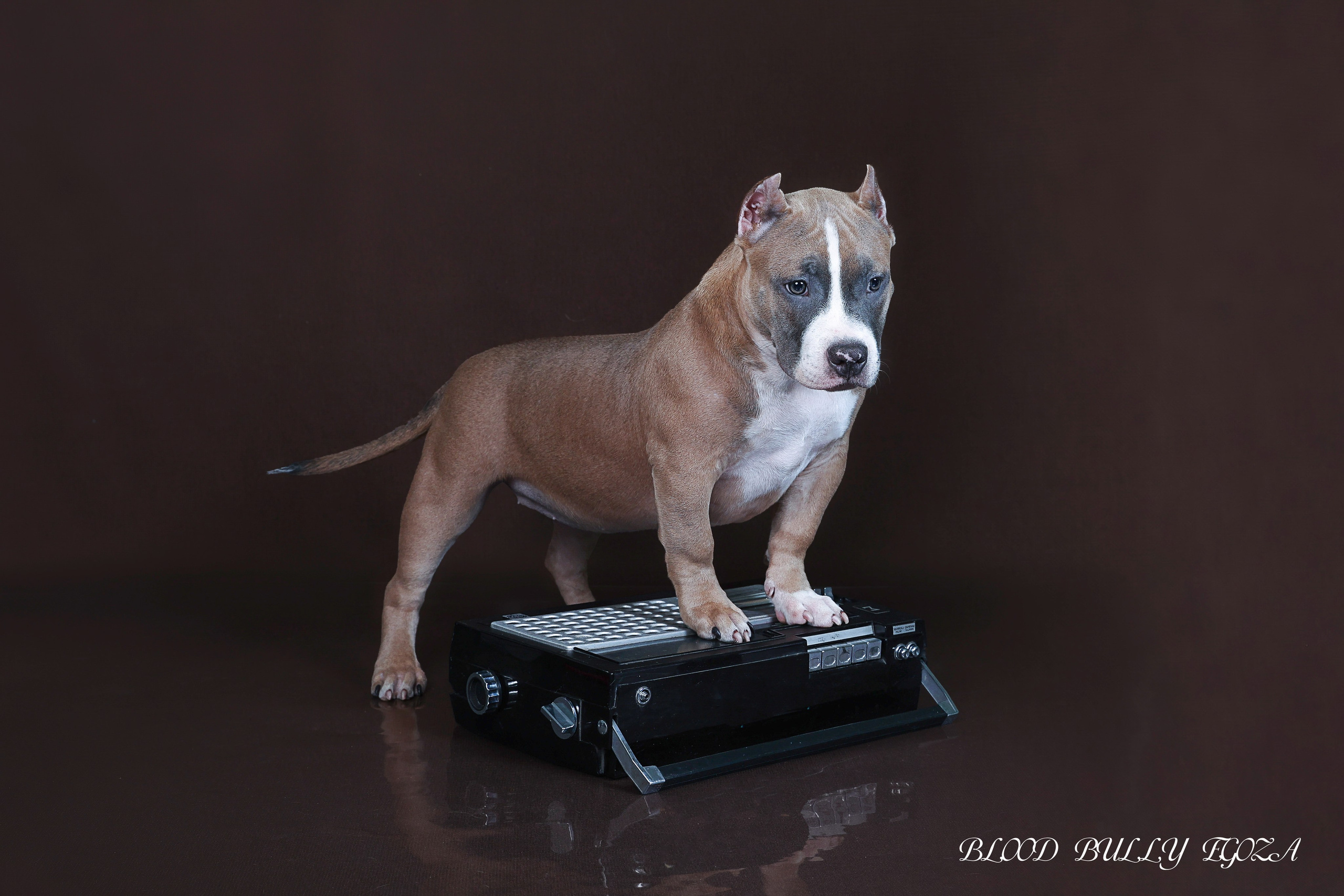 Американский булли!. Фотограф 📸 семейный, предметный, репортажный