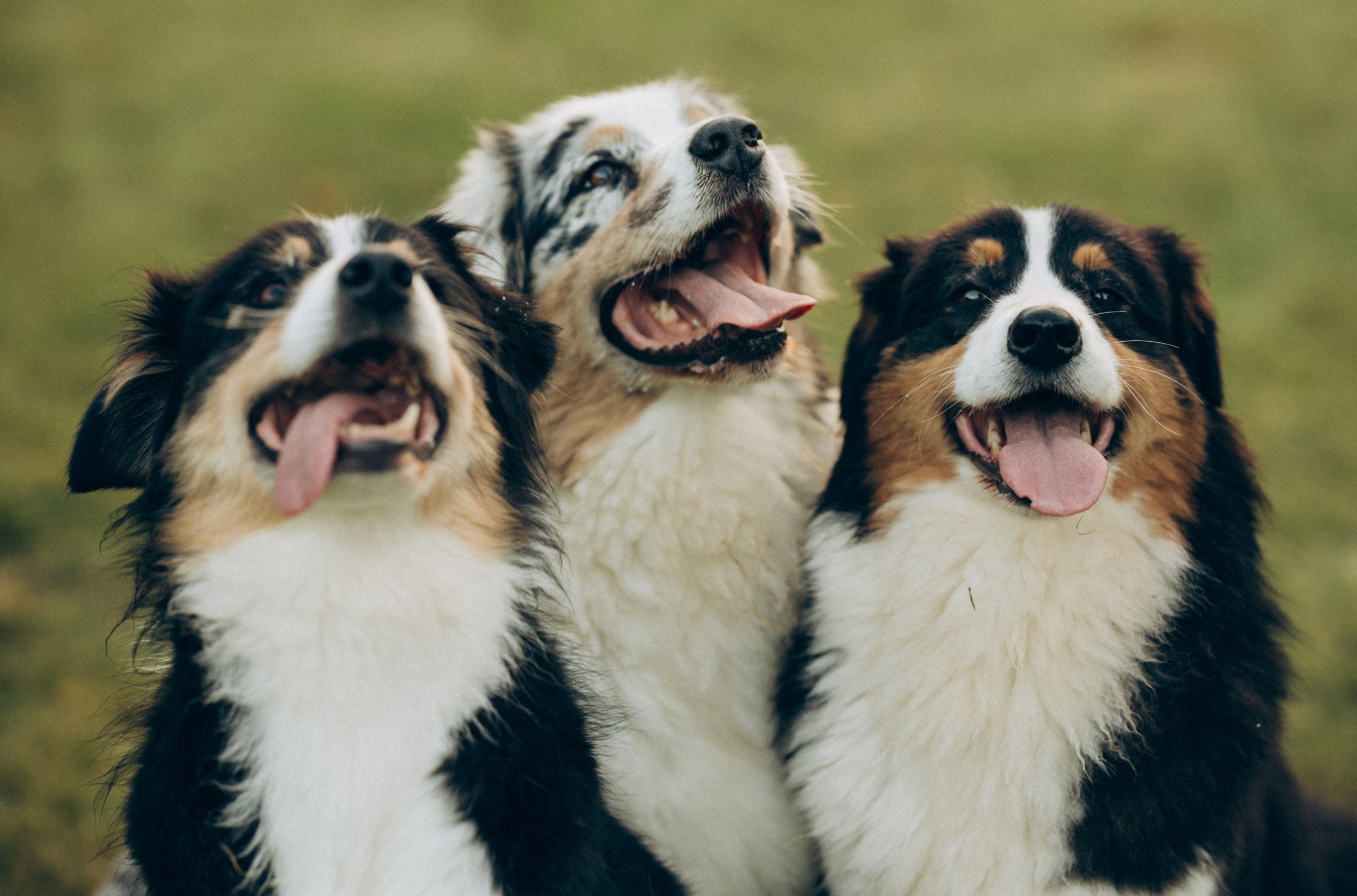 Катя и ее стая. Татьяна Афонина | Фотограф