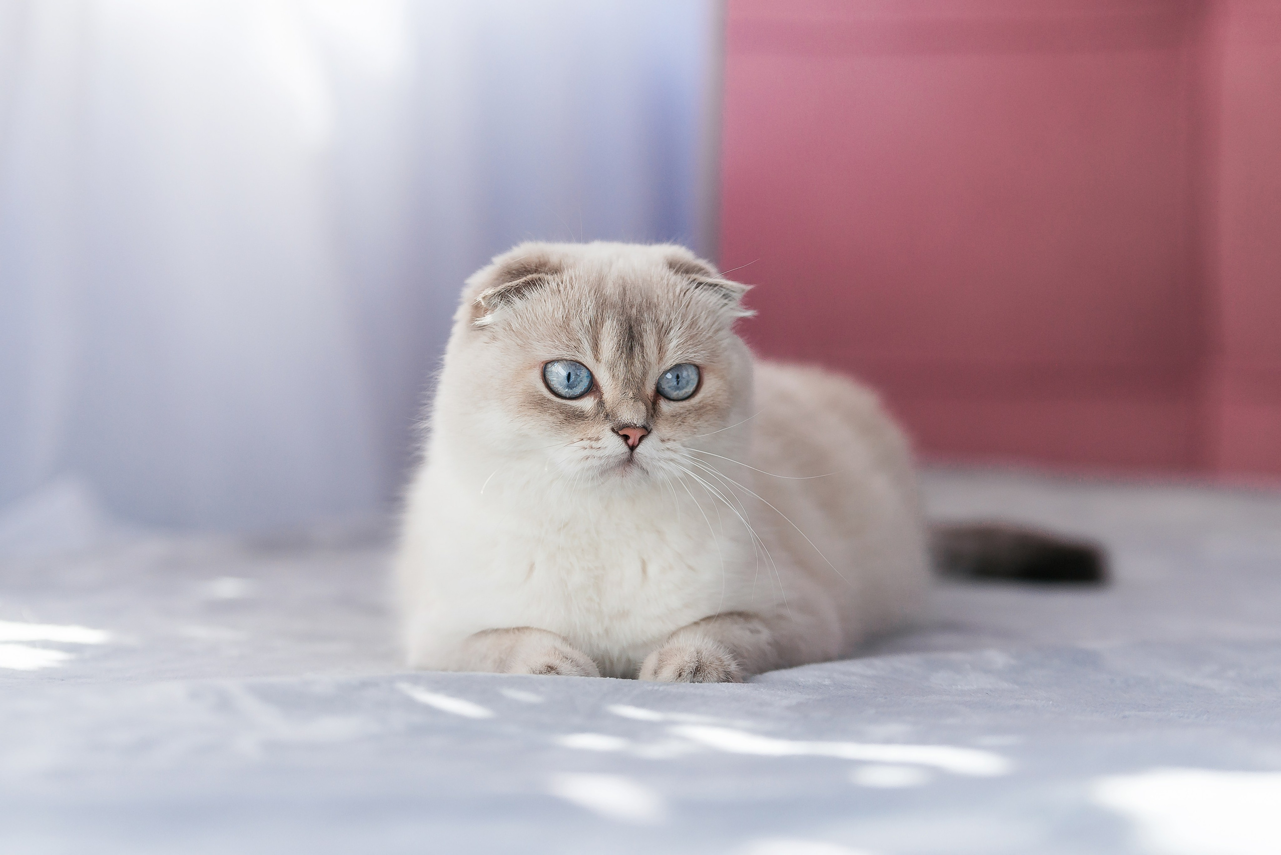 Питомец в кадре. Фотограф-анималист Анастасия Парфенова|Екатеринбург