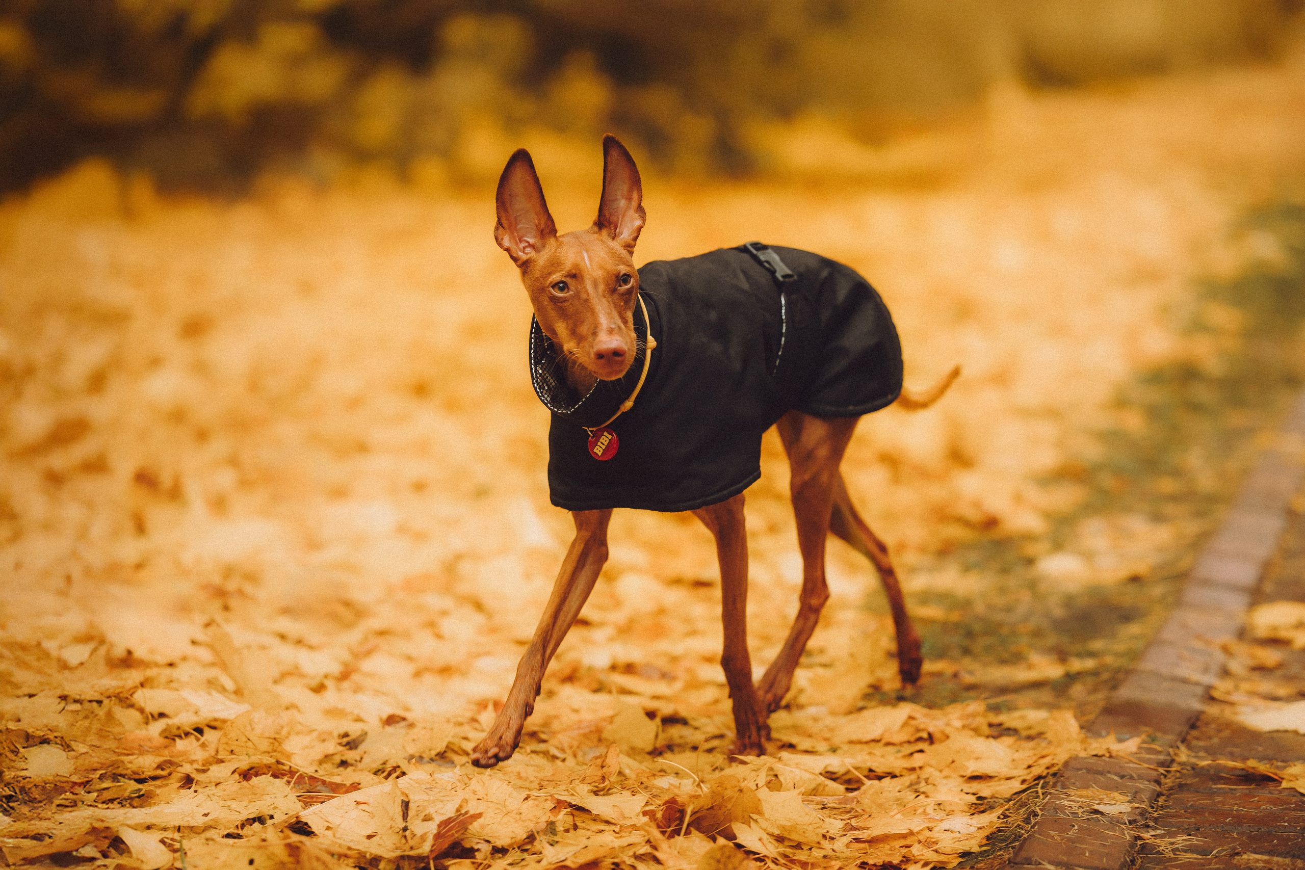 Даша и Биби